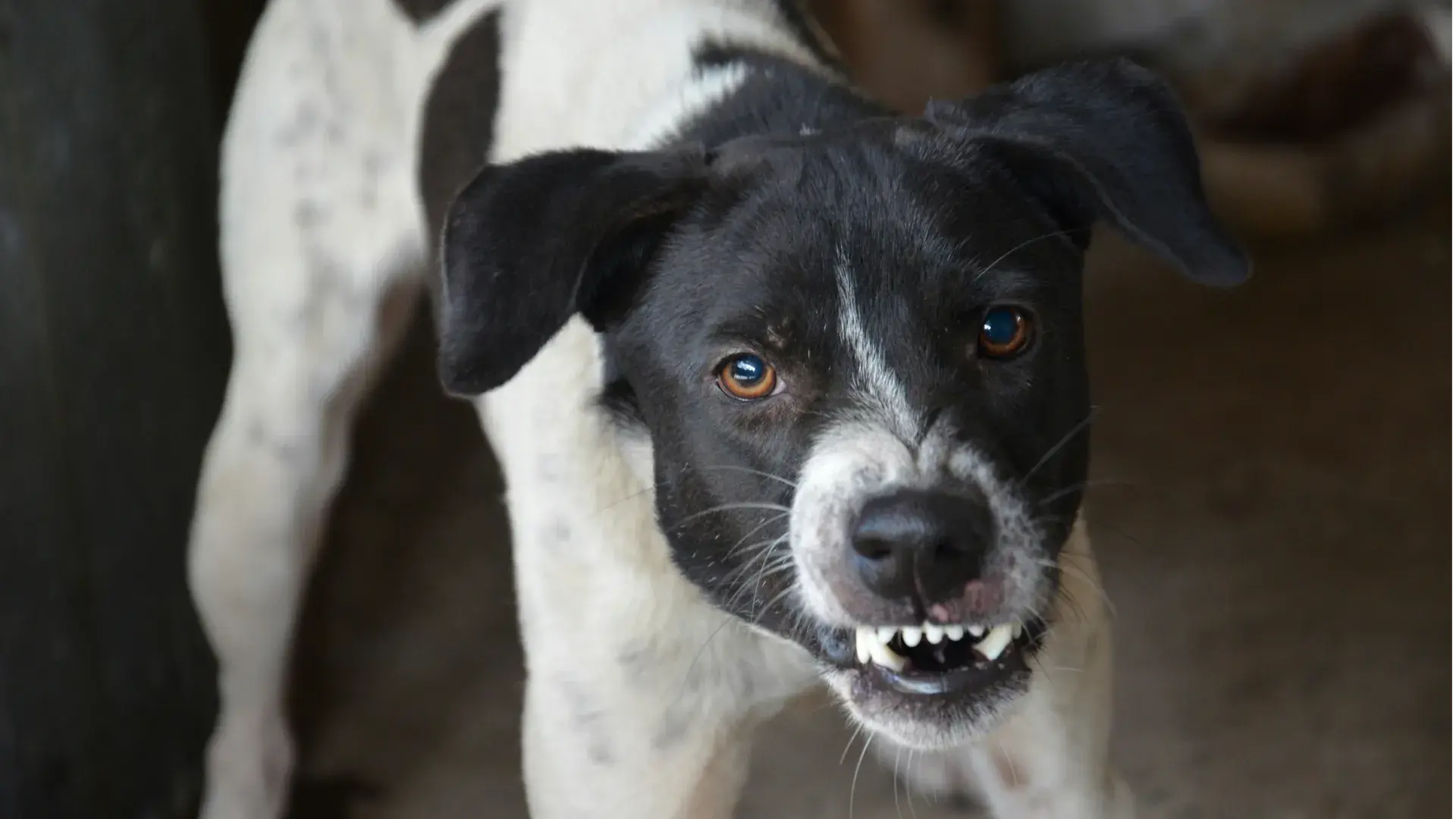 How to Fix 5 Common Dog Behavior Issues?