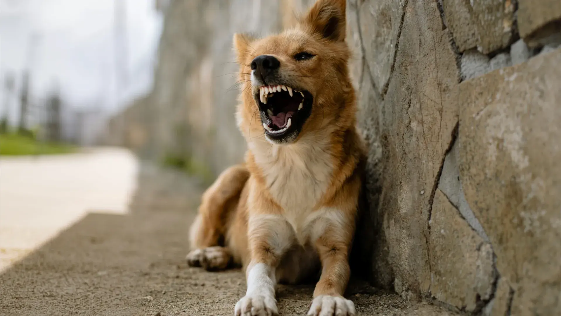 A dog sitting attentively and looking at its owner during a training session, demonstrating the benefits of consistent dog classes.