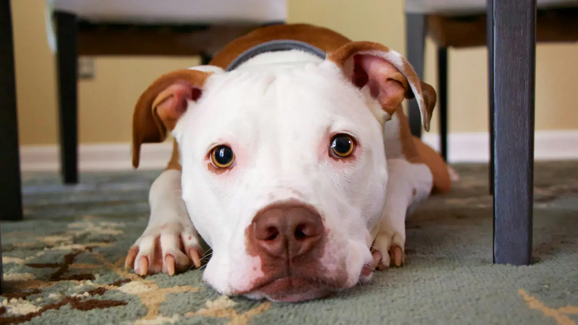 A relaxed dog lying down comfortably with its paws tucked on a patterned rug, showing a clear sign of a happy, stress-free home environment.