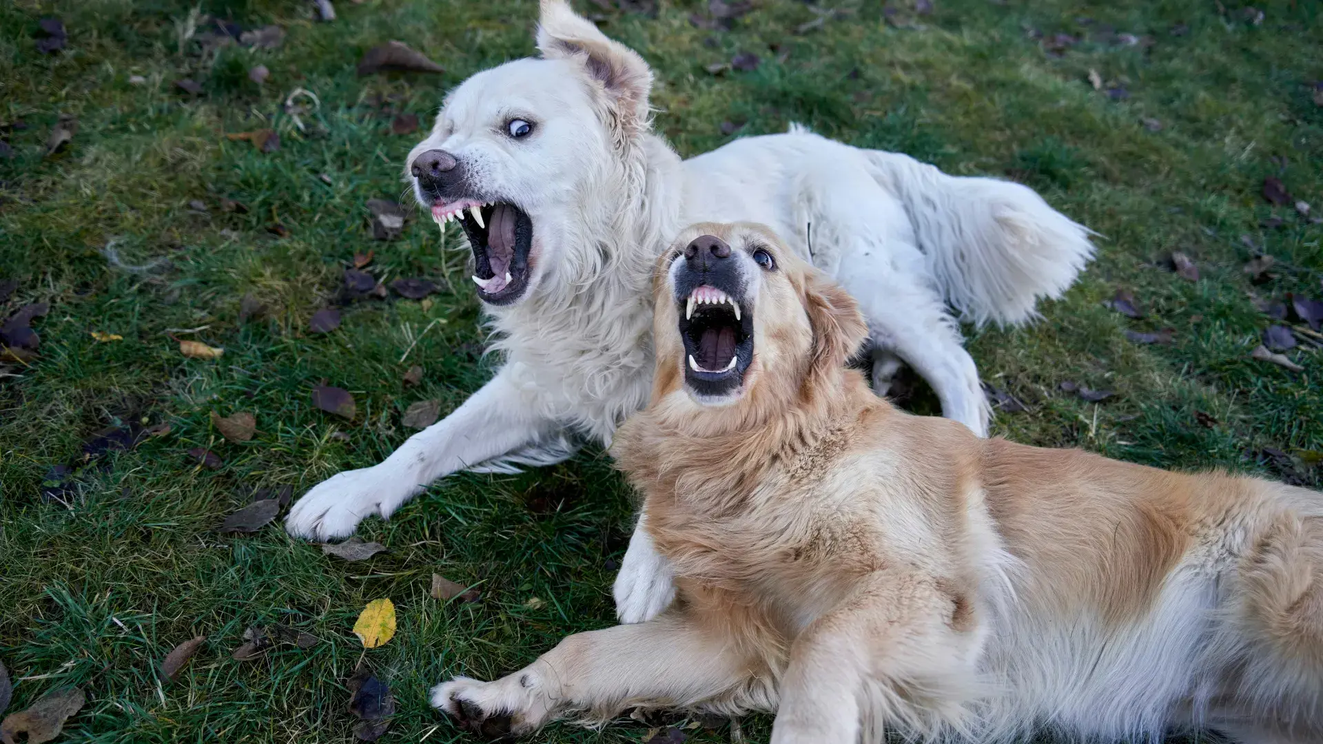 An alert black and tan German Shepherd barking intensely with its mouth open, illustrating reactive behavior that often requires specialized training and dog classes for aggressive dogs.