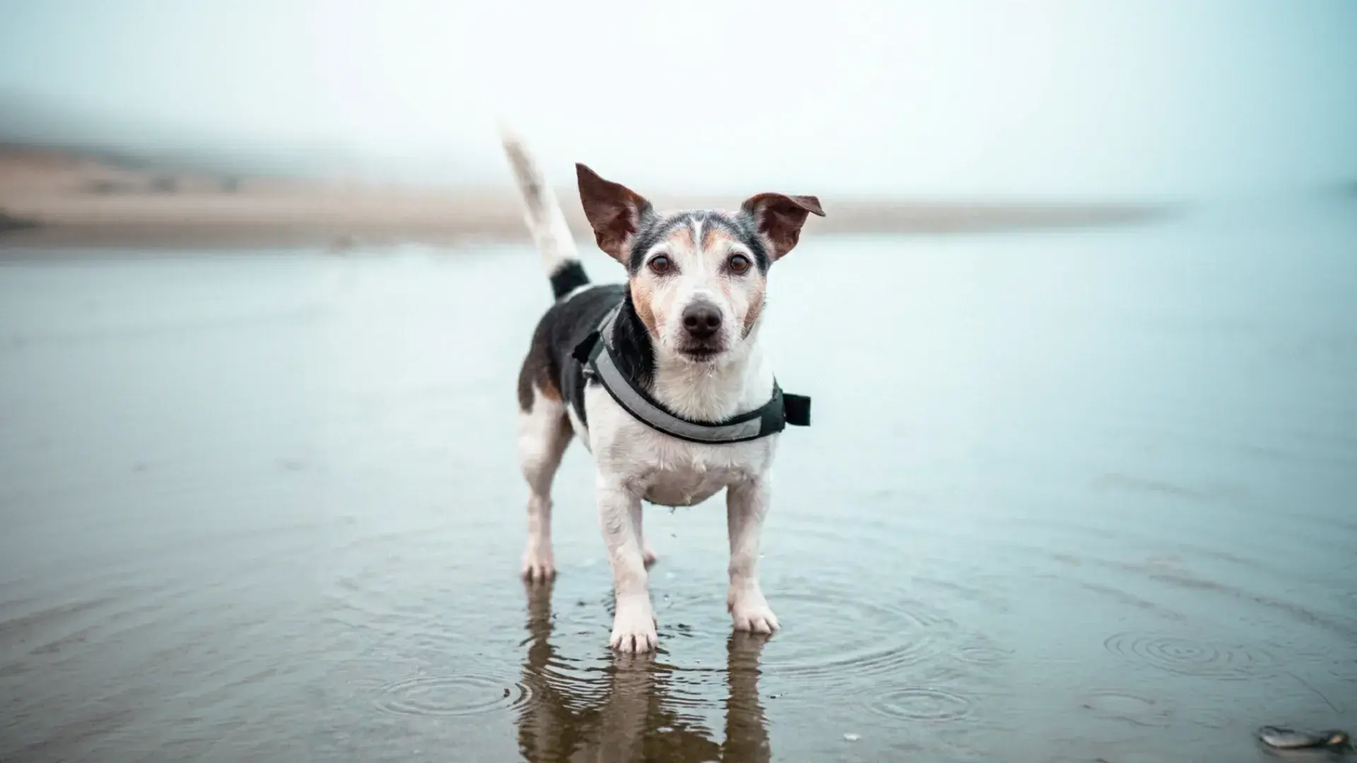 Small black and white dog with pointed ears looking directly into the camera while standing in a calm tide pool on a misty day.