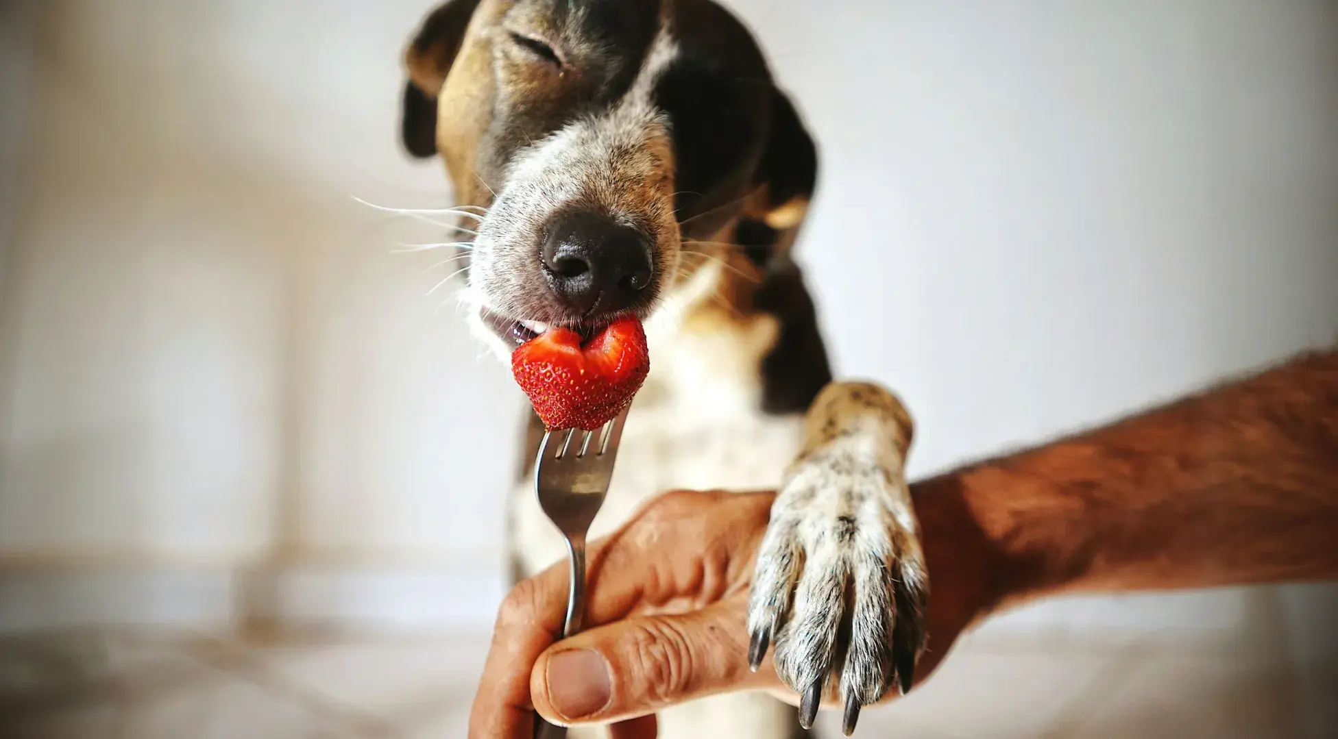 A close-up shot of a dog gently taking a fresh red strawberry from a fork held by a human hand. The dog's paw rests on the person's arm, depicting a safe and healthy fruit treat for dogs.