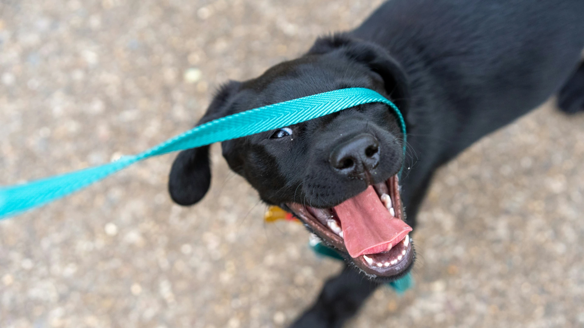 Dog on leash being reactive