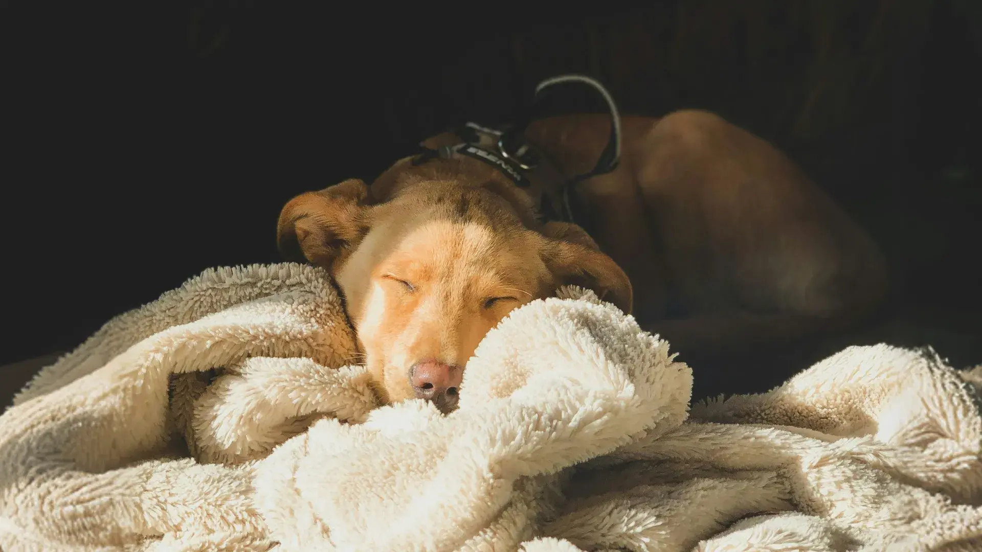 A golden-brown dog sleeping peacefully tucked under a soft, cream-colored fleece blanket with warm sunlight hitting its face.