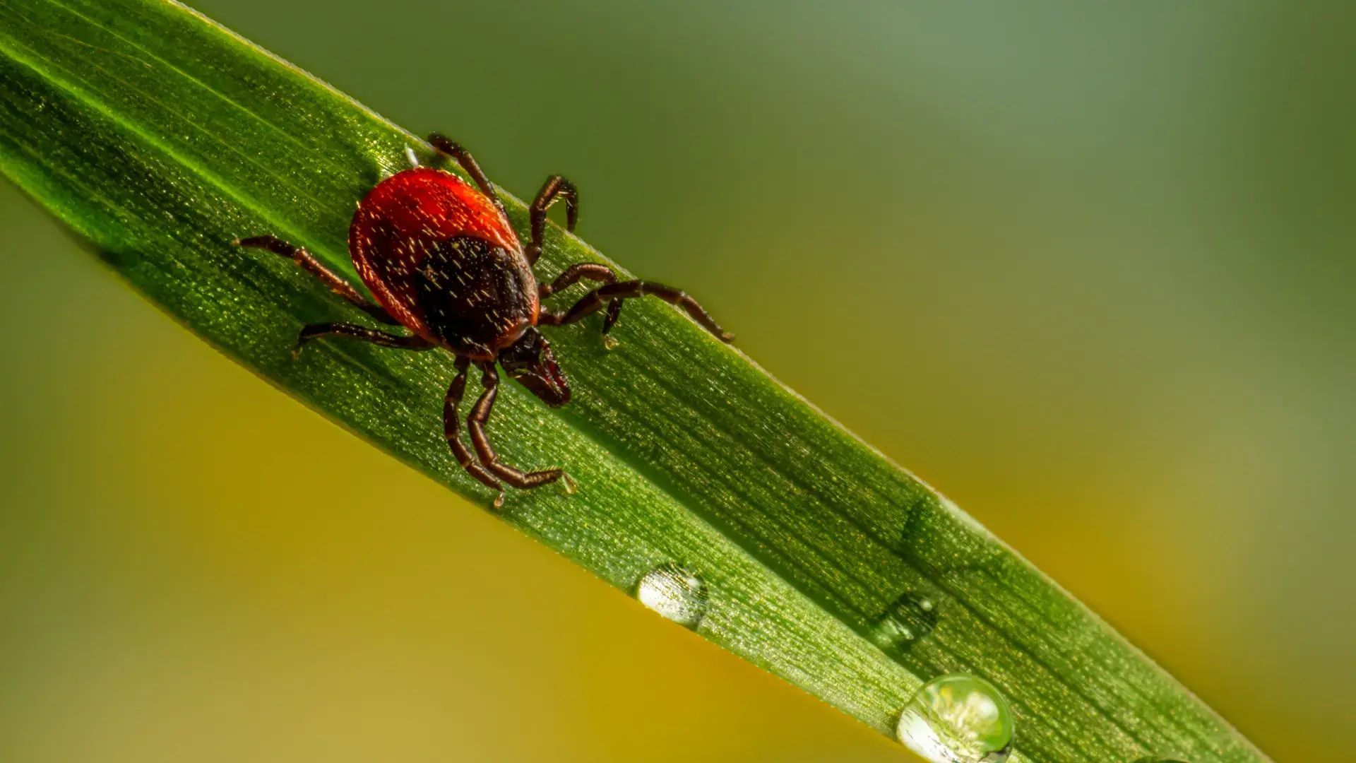 A person’s hands in protective blue gloves use silver tweezers to probe through a dog's coat during a parasite check. The image highlights the importance of checking a dog's skin for symptoms of tick bites.
