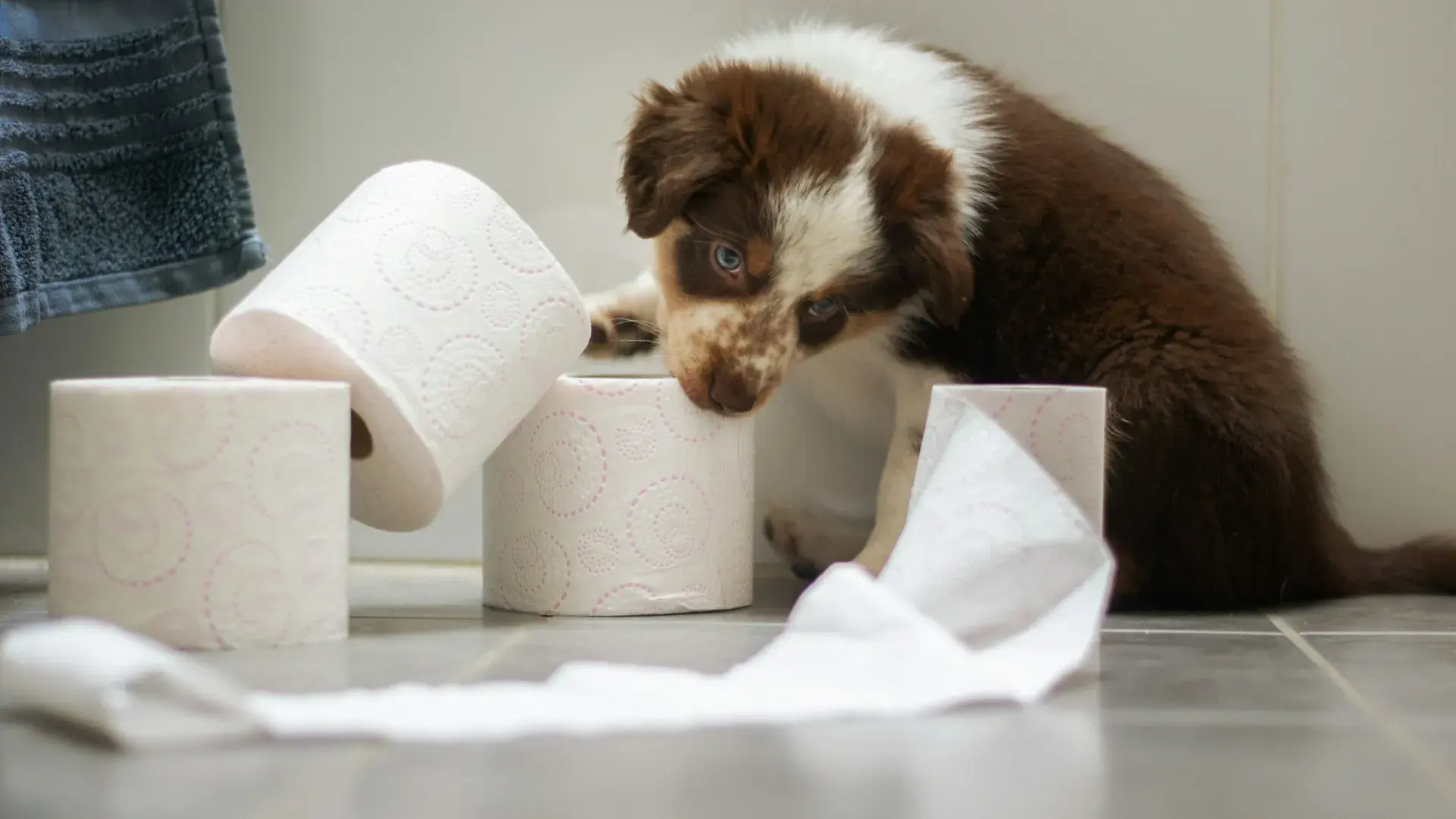A brown and white puppy playing with unrolled toilet paper on a tiled bathroom floor, illustrating common puppy potty training challenges and housebreaking behavior.