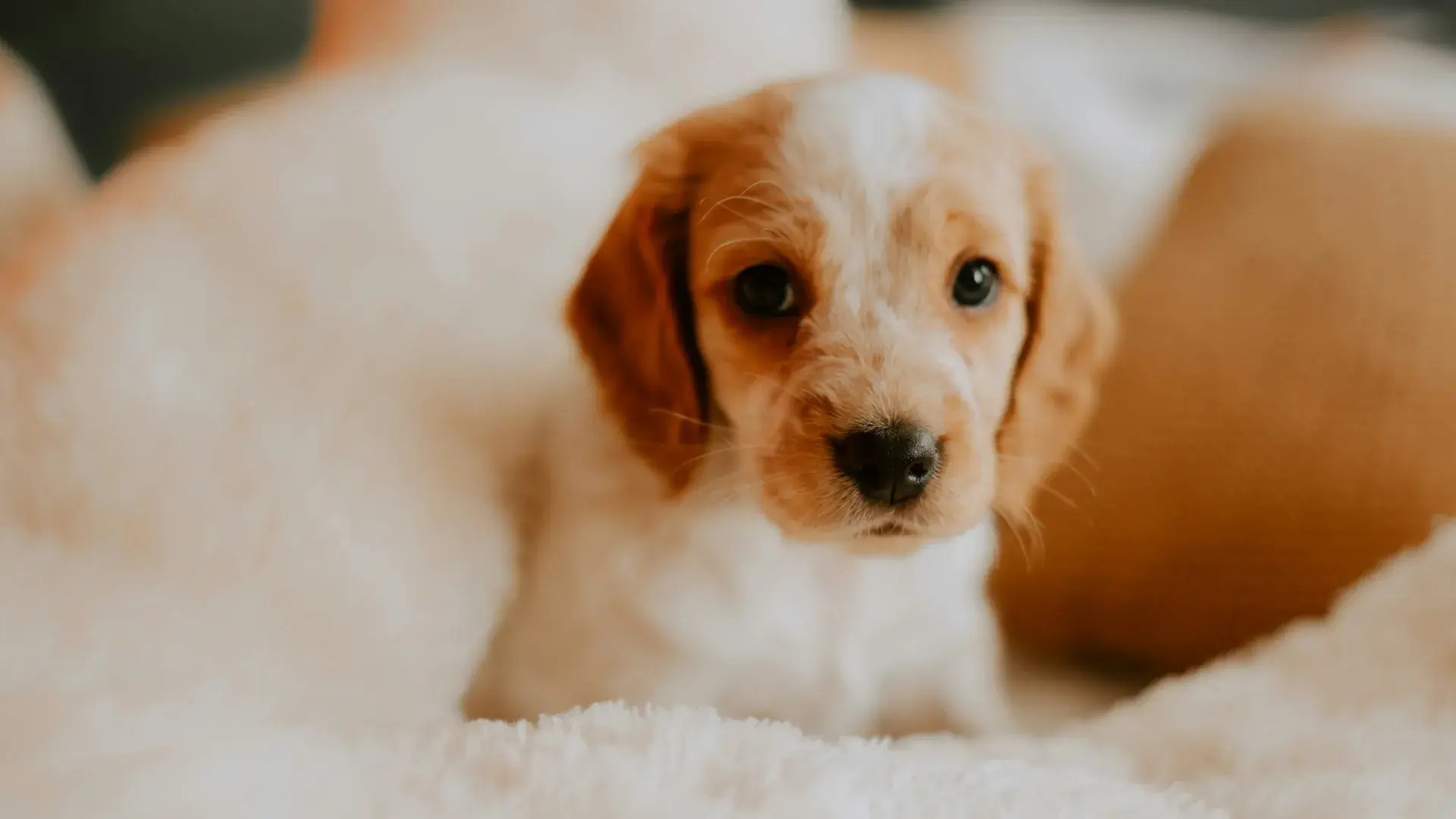 A cute puppy sitting on a couch, used as a visual aid for an article about why puppies bite and how to stop it.