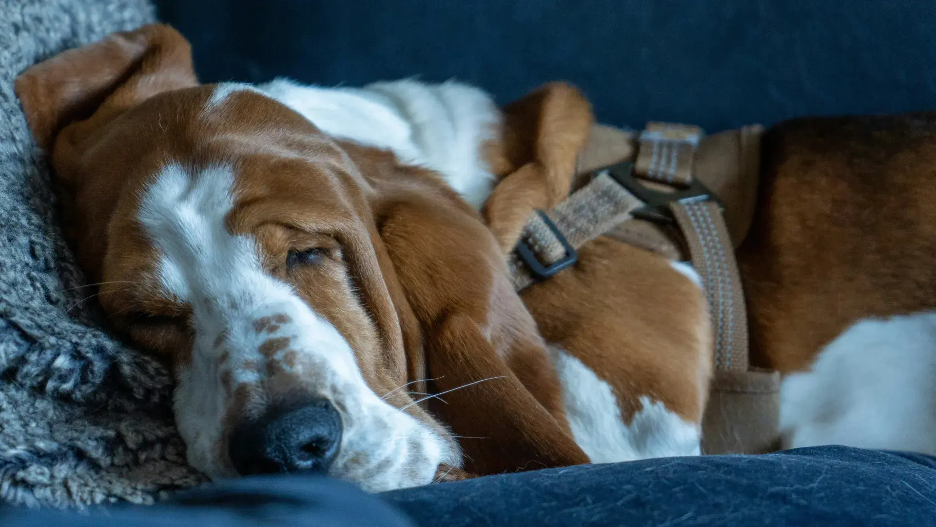 A tricolor Basset Hound with long ears sleeping deeply on a dark couch while wearing a tan harness, illustrating a dog resting during the day.