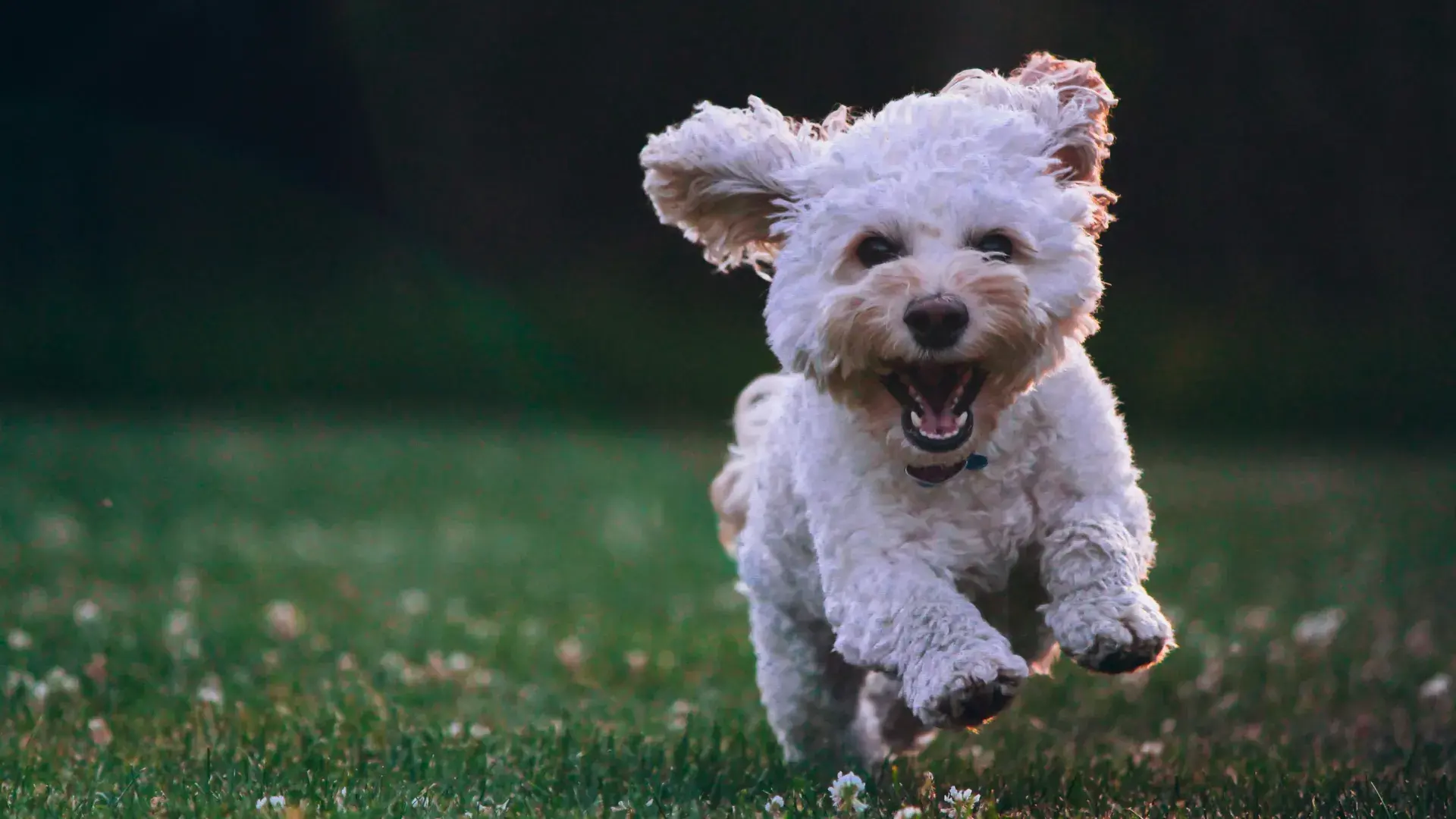 A tan and white dog sitting on a rug with its head tilted, demonstrating a curious and engaged emotional state.