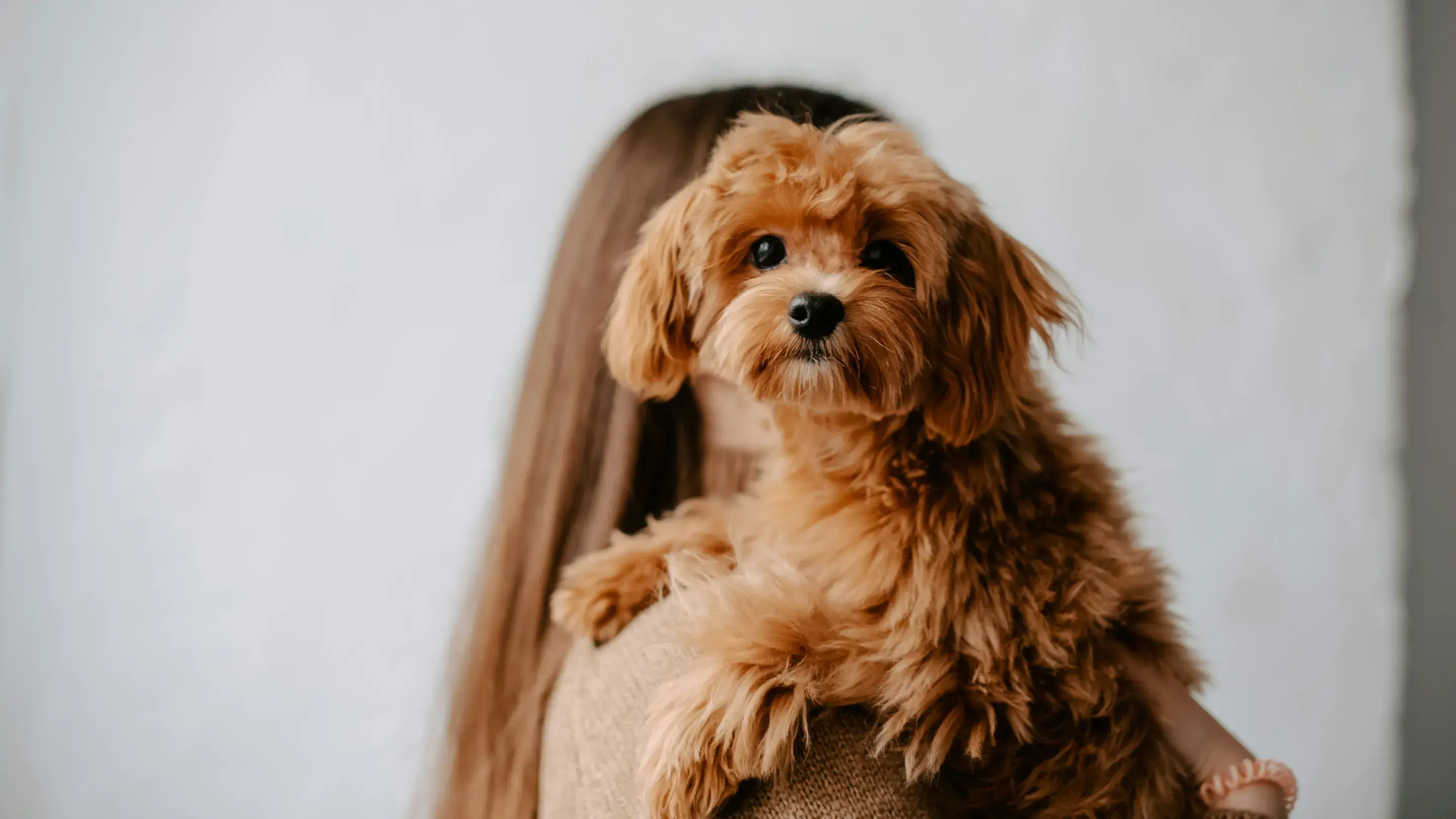 A fluffy, reddish-brown puppy with dark eyes being held over the shoulder of a person with long brown hair, illustrating the "bonding and rest" phase of a puppy arrival checklist.