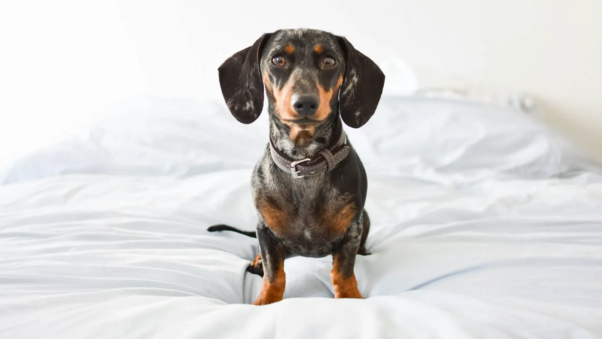 An attentive dog sitting upright and looking directly at the camera, depicting a calm and balanced temperament in a domestic setting.
