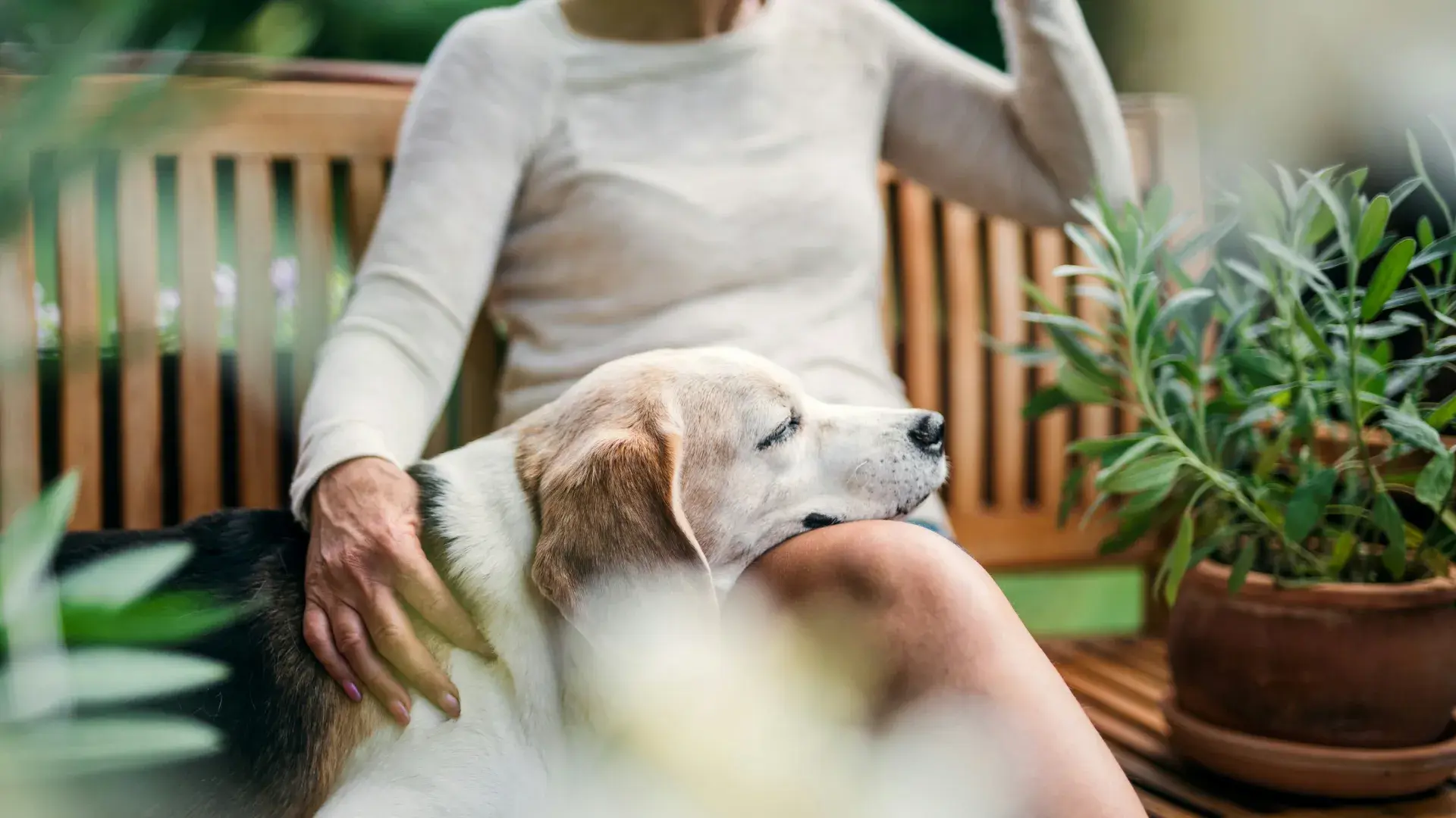 an older black dog on a leaf-covered forest path. This image illustrates that training an old dog is possible through patient, positive reinforcement in a calm outdoor setting.