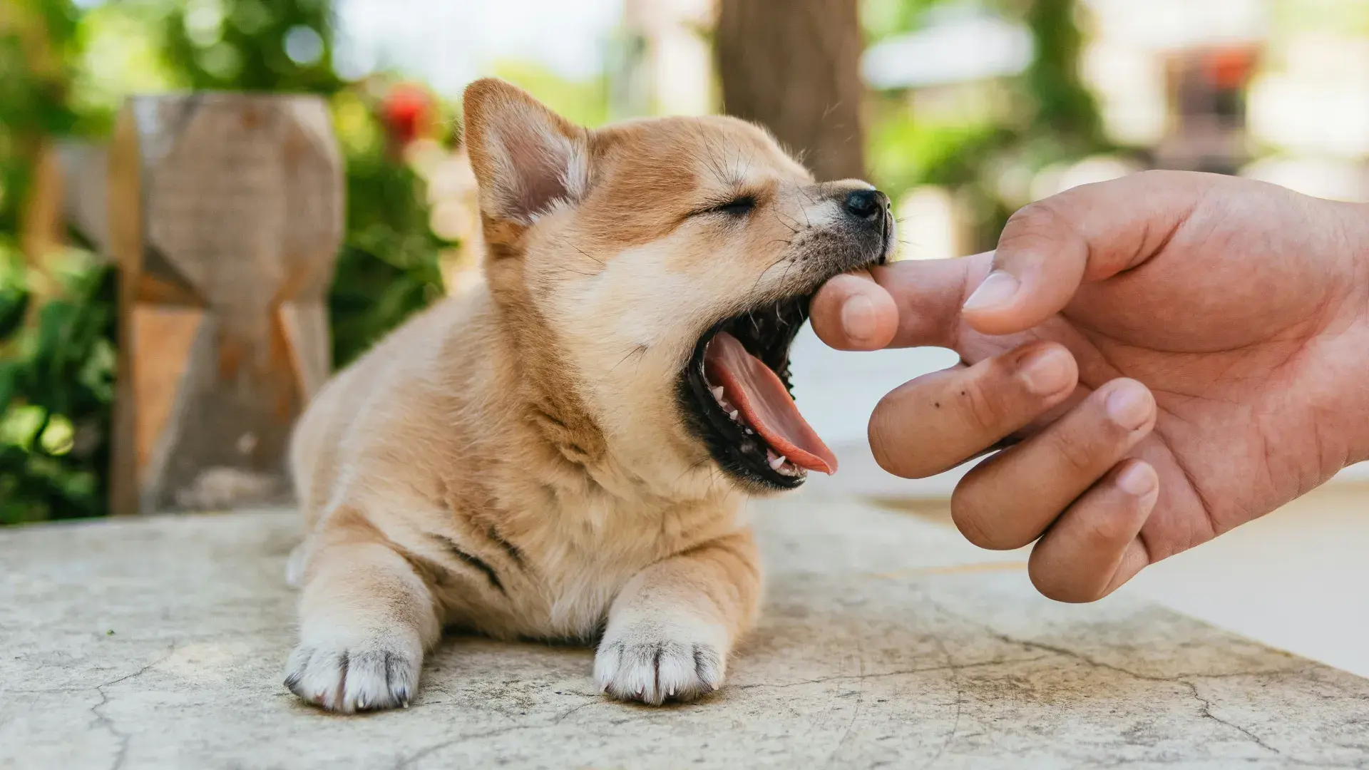 A young Beagle puppy chewing on a brown leather shoe, illustrating common puppy behavior problems like destructive chewing and the importance of providing appropriate chew toys.