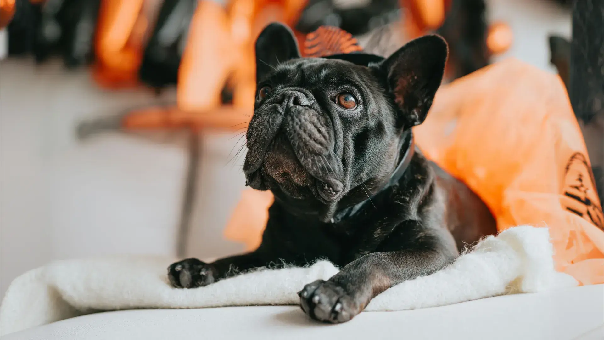 A black French Bulldog lying on a white blanket and looking upward with an alert expression, featuring soft orange tones in the background.