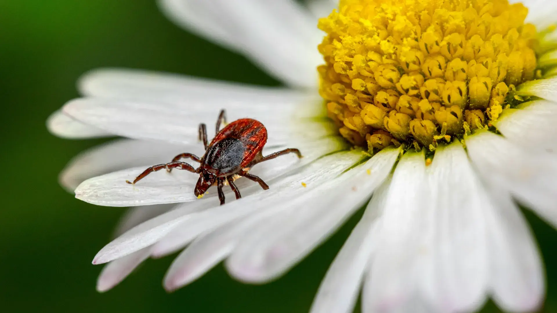 A side view of a person in blue gloves carefully parting a dog’s thick brown fur with tweezers. This illustrates a thorough skin inspection to find where ticks might be hiding on a pet.