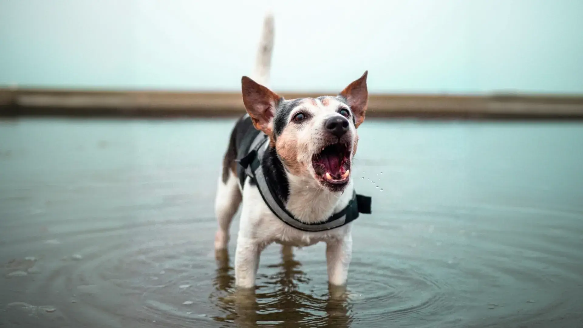 Jack Russell Terrier mix barking while standing in shallow ocean water at a foggy beach, wearing a grey harness