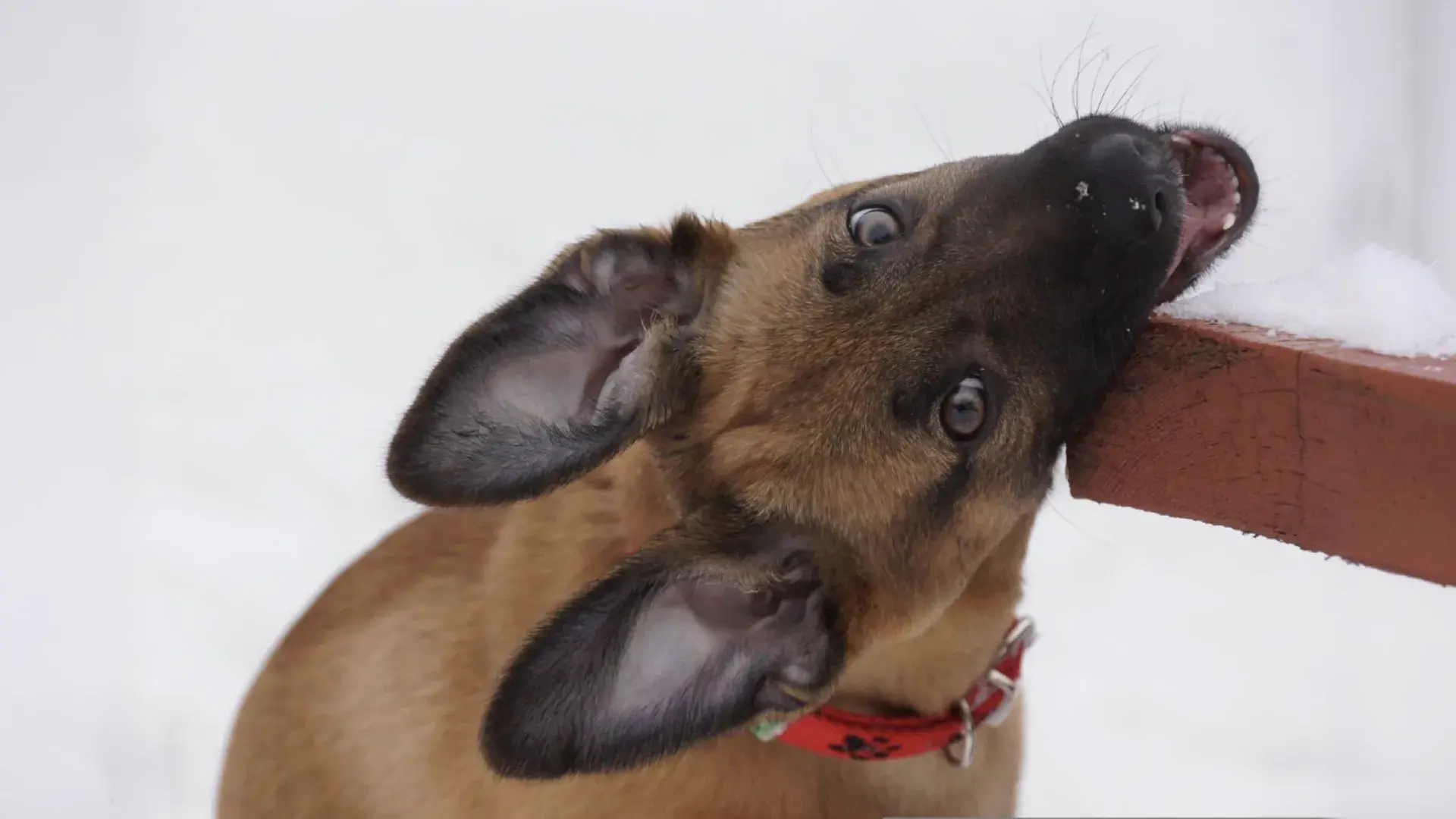 A soft grey plush star toy and a white synthetic chew bone resting on a light-colored carpet, showing tools used to manage puppy behavior problems and satisfy chewing urges.