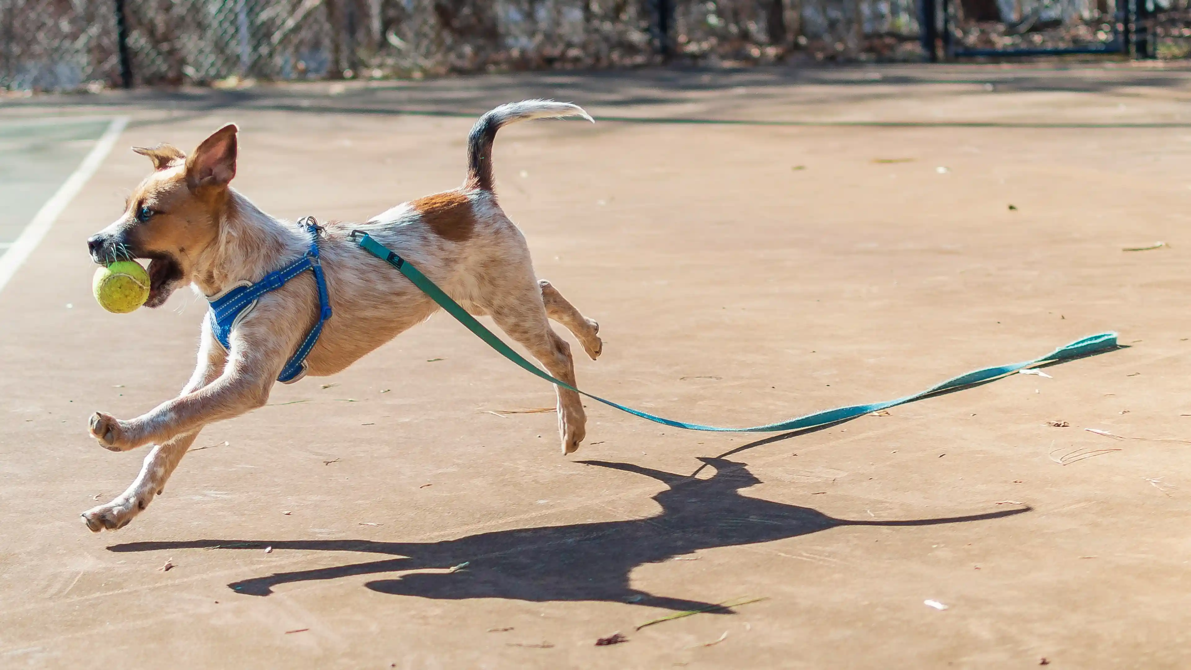 A large brown dog pulls hard on its leash toward a person bending down, while the owner struggles to hold control during an outdoor walk.