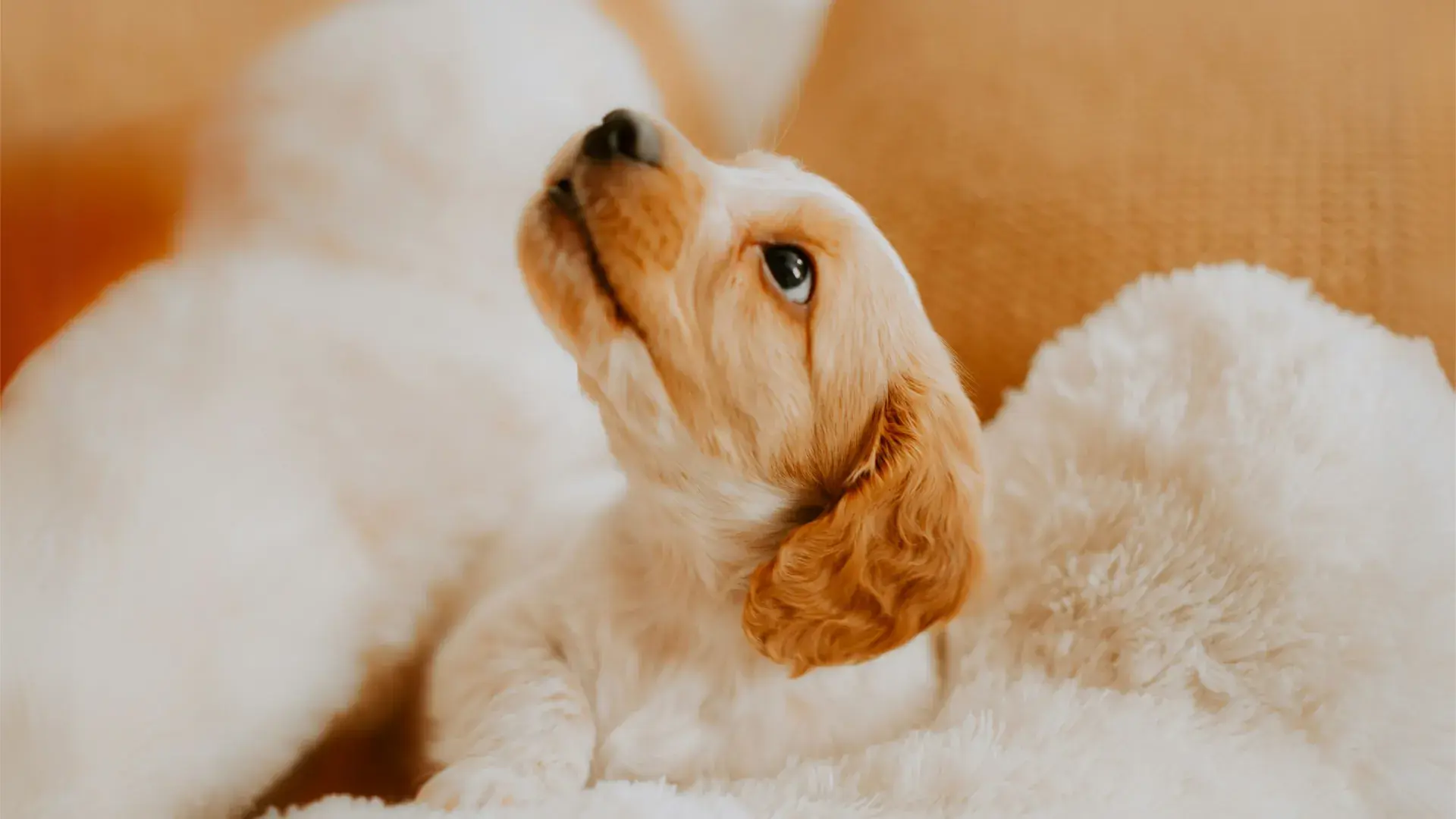 A curious puppy looking up while sitting on a soft white rug, representing positive reinforcement and focus training for young dogs.