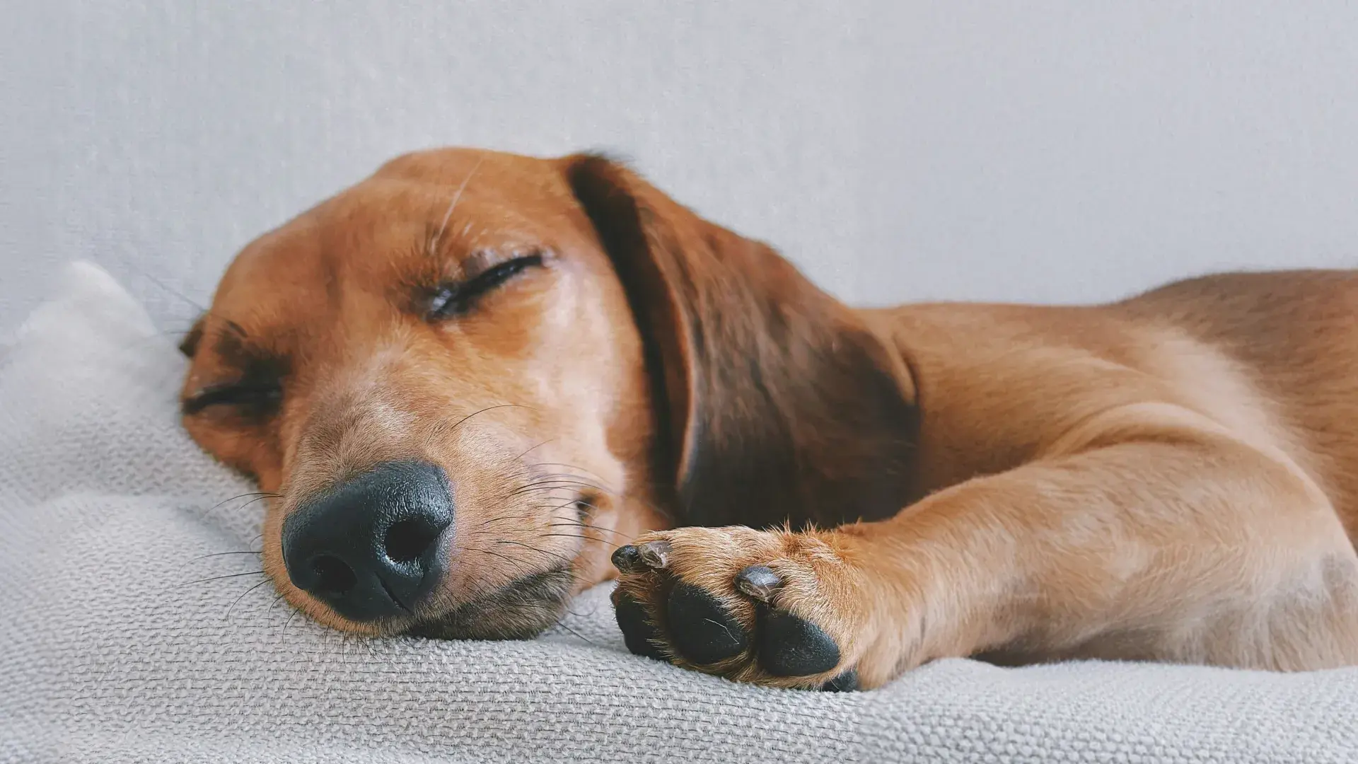 Close-up of a brown Dachshund sleeping soundly on a textured grey blanket, illustrating a dog resting through the night.