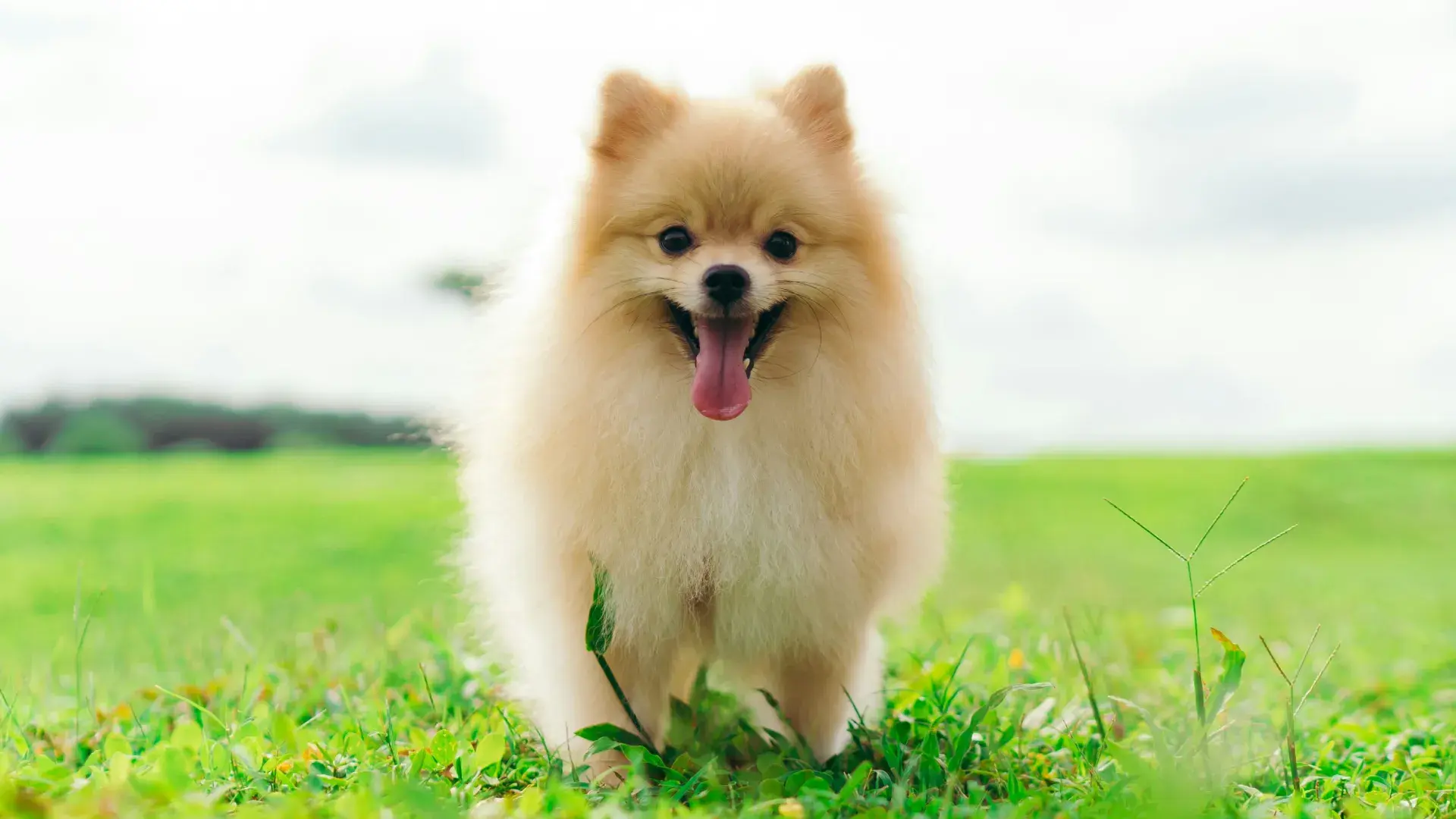 A fluffy, light-colored Pomeranian stands in a vibrant green field with its mouth open and tongue out, looking happy. The bright, outdoor setting emphasizes the lively and cheerful nature of this popular small dog breed.