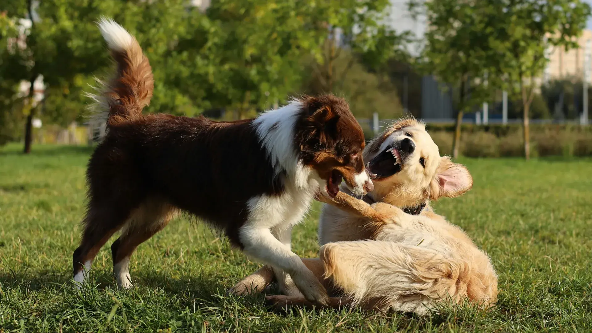 A reactive black and tan German Shepherd barking intensely with its mouth open and teeth bared, illustrating the physical signs of canine aggression and behavioral triggers.
