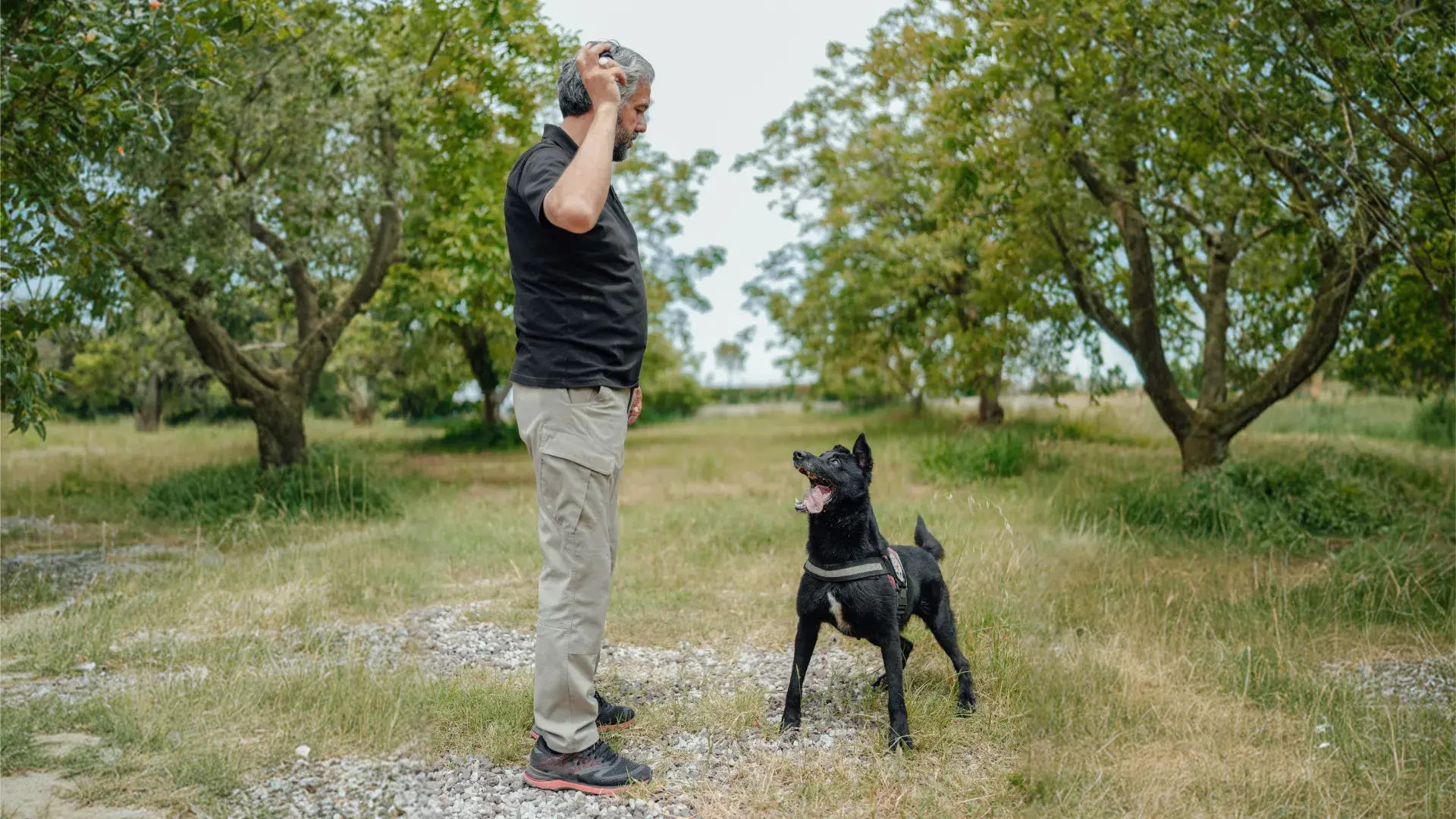 A man in a black polo and khaki pants stands in a grassy orchard, giving a hand signal to a black dog. The dog is wearing a harness and looking up attentively at its owner, practicing essential commands.