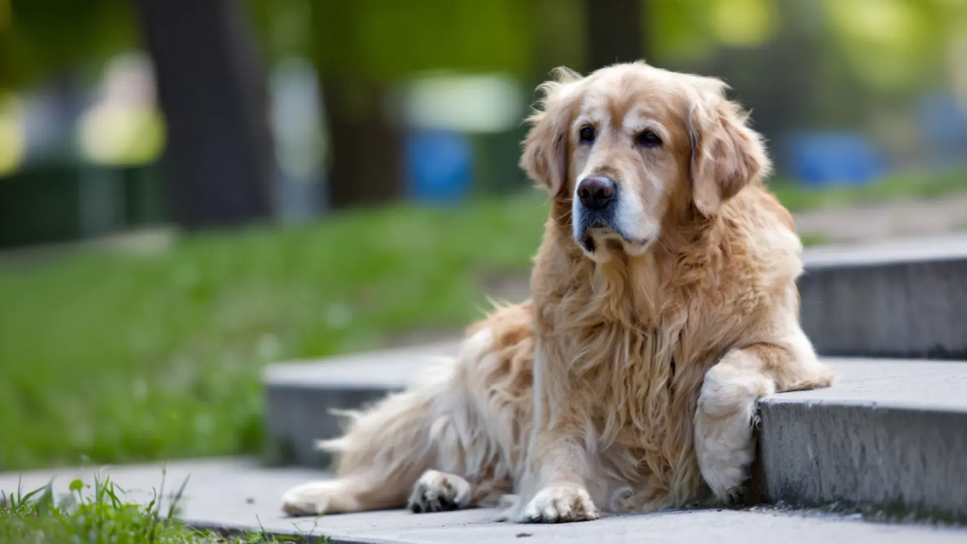 A senior Golden Retriever lying on outdoor steps, portraying a peaceful moment for an aging dog.