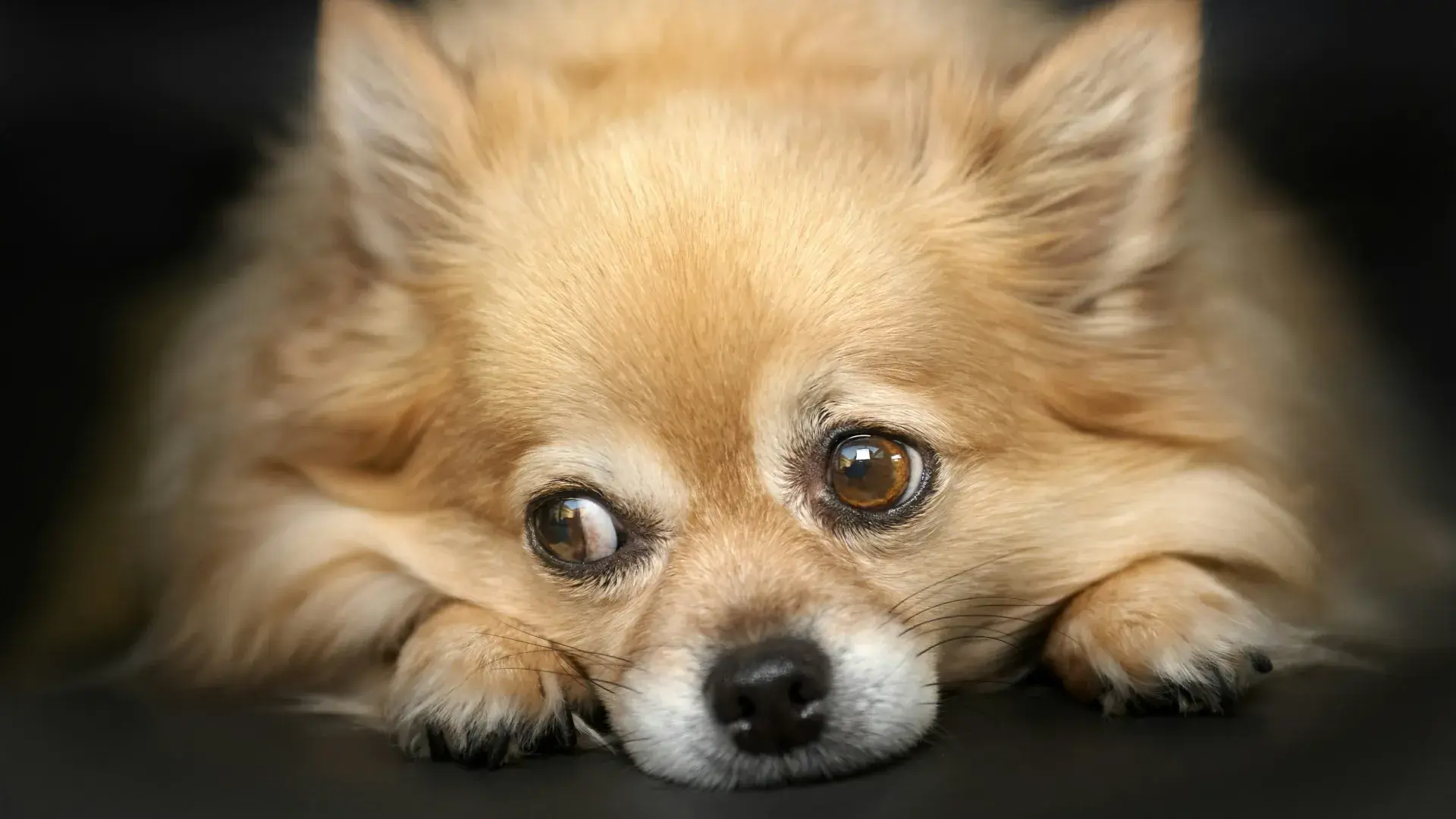 An extreme close-up of a small, long-haired tan dog, likely a Pomeranian or Long-haired Chihuahua mix, resting its chin on a dark surface. The dog has large, expressive brown eyes looking slightly upward, perfectly illustrating canine emotions or "whale eye" for an article about dog happiness.