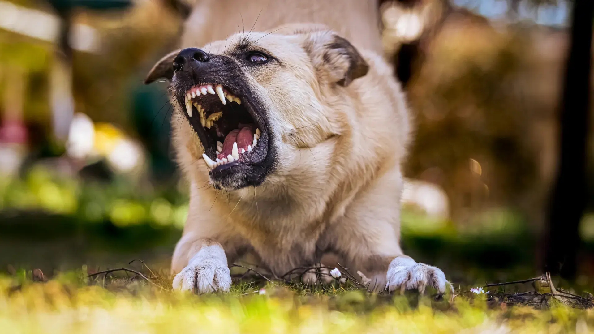 Agitated German Shepherd barking and pulling on leash during a walk with owner outdoors, showing leash reactivity and aggression