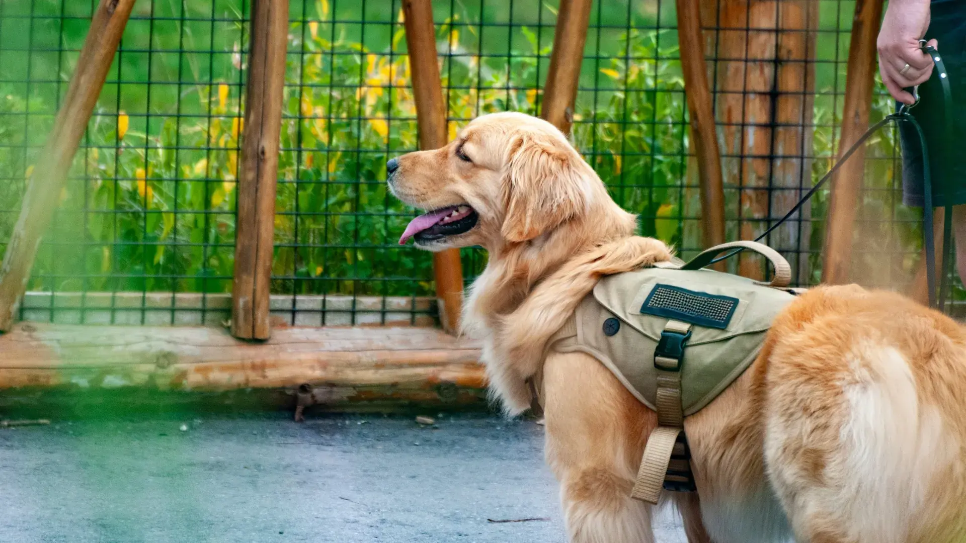 A high-detail close-up of a working K9's neck and head. The dog is wearing a thick, olive-green tactical training collar with a professional cobra-style metal buckle and a sturdy handle. This image highlights the specialized equipment used for high-drive K9 roles and strength training.