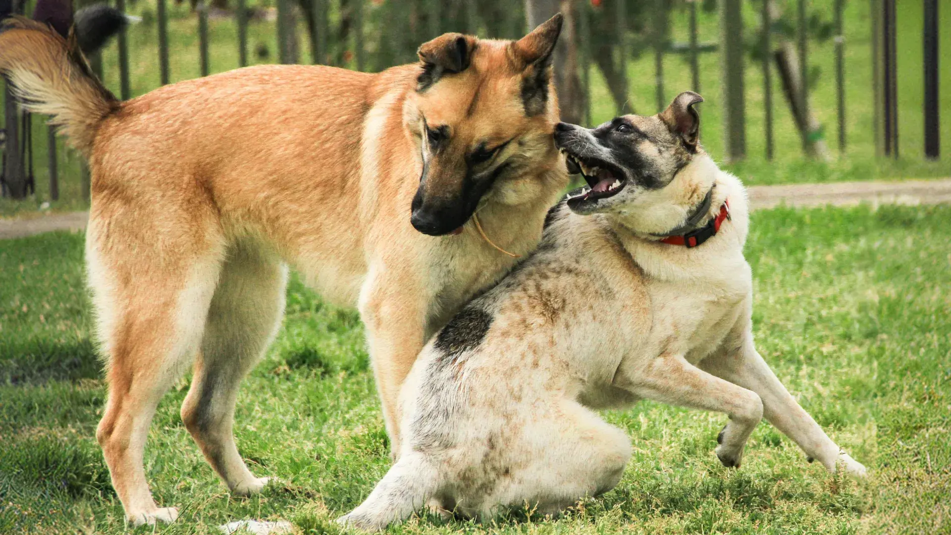 A group of various dog breeds and their owners participating in an outdoor obedience session at professional dog classes.