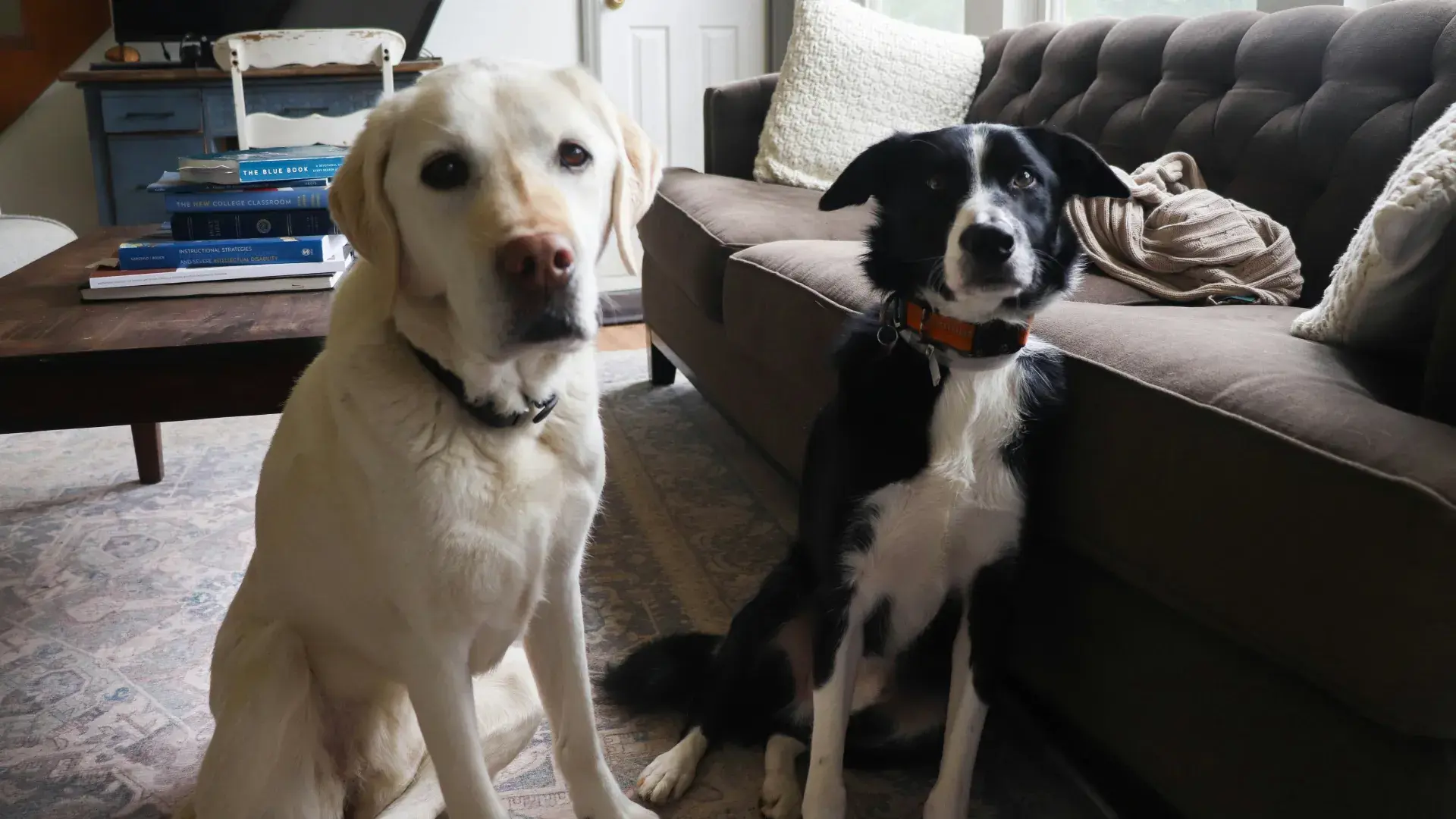 A close-up of a dog's inquisitive face, illustrating how to analyze facial expressions to tell if a dog is happy or stressed.