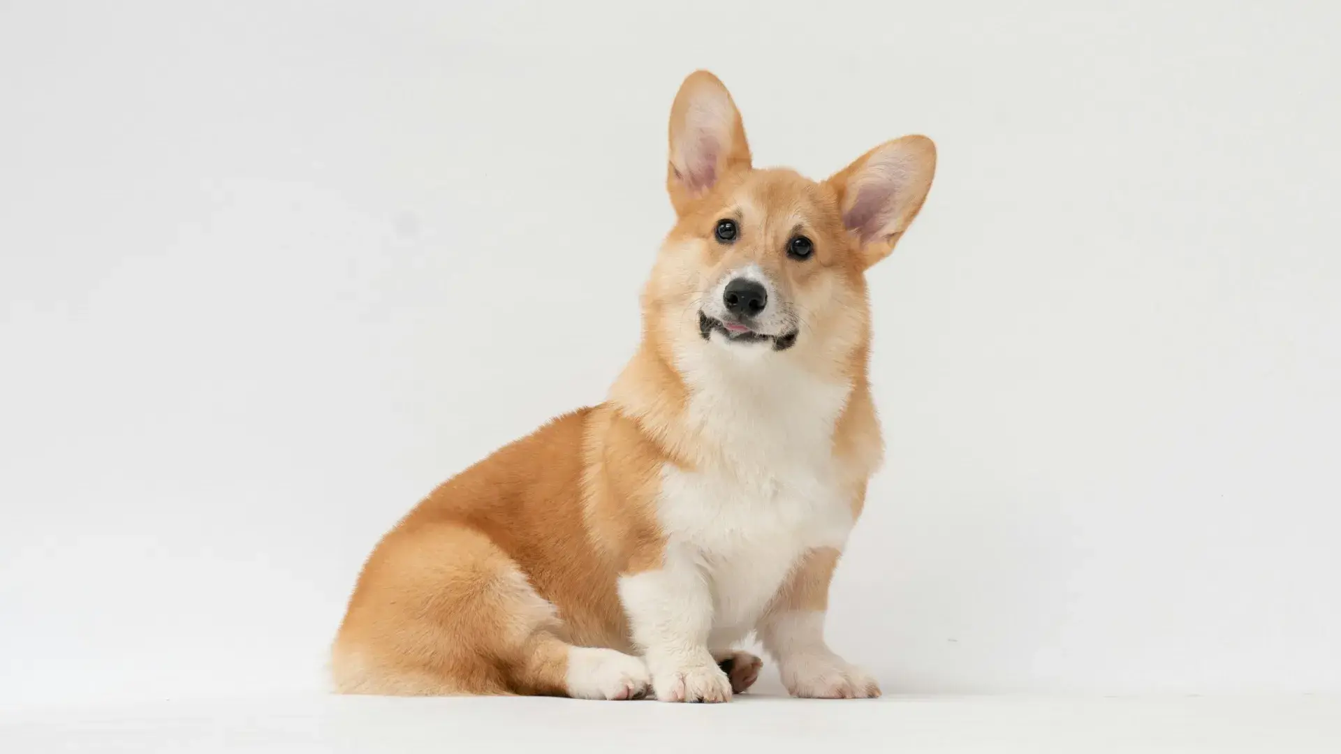 A tan and white short-haired dog sitting on a patterned rug and looking curiously at the camera with a tilted head, illustrating the subtle body language cues used to determine a dog's emotional state.
