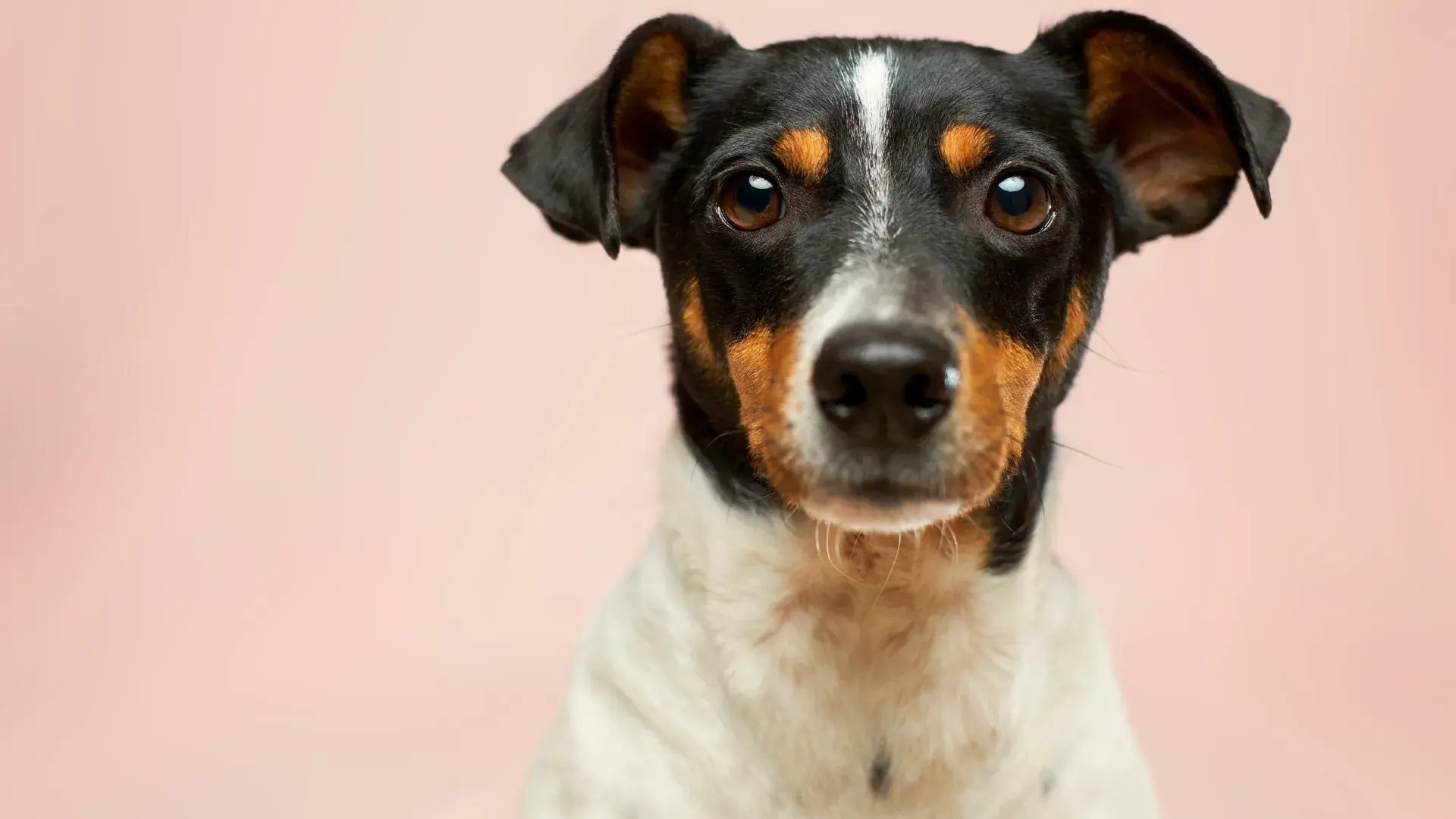A close-up of a small dog looking curiously at a peeled orange segment. Providing clear visuals on how to serve oranges to dogs, such as removing the peel and seeds, is essential for pet safety.