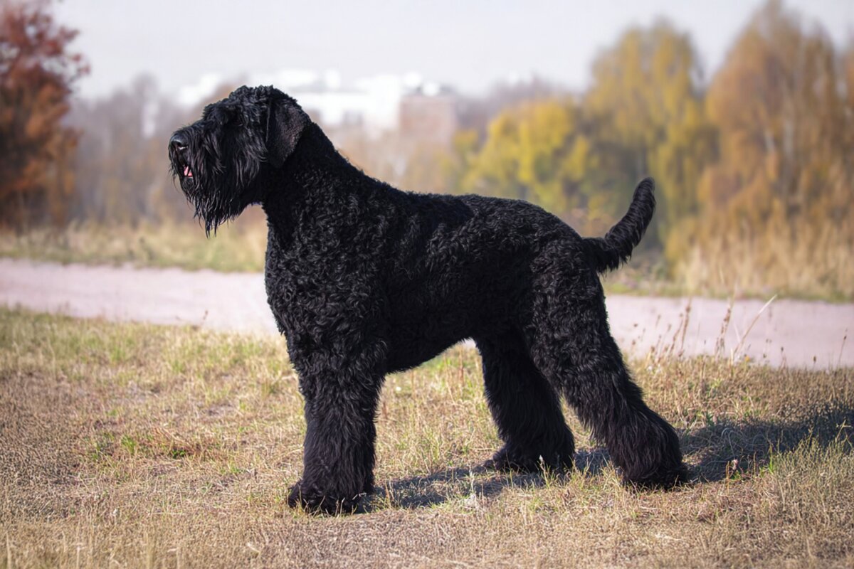Black Russian Terrier