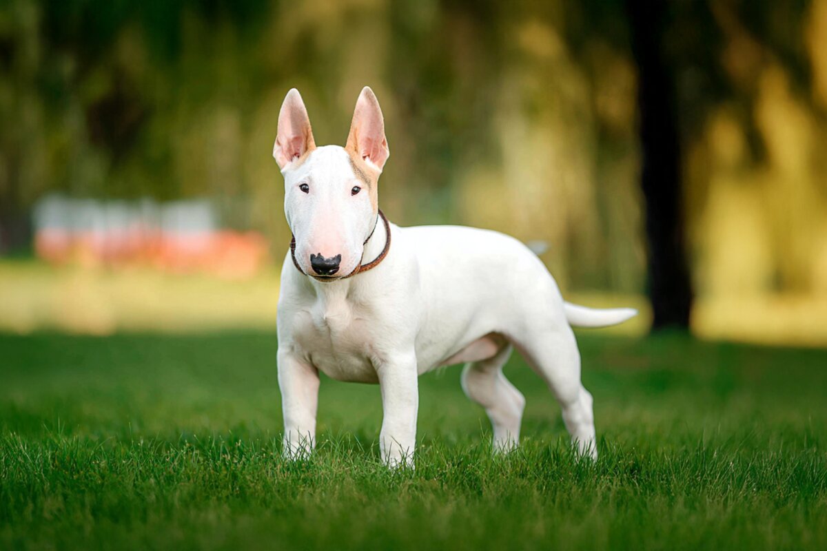 Bull Terrier