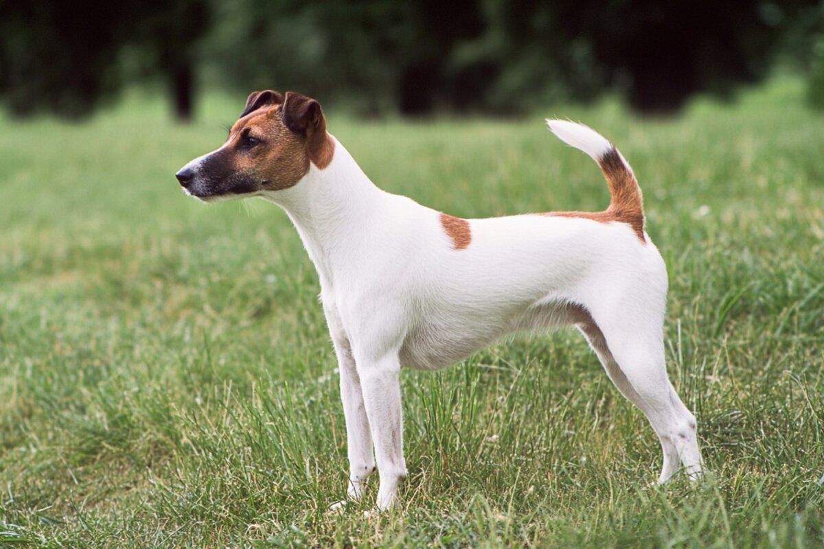 Smooth Fox Terrier