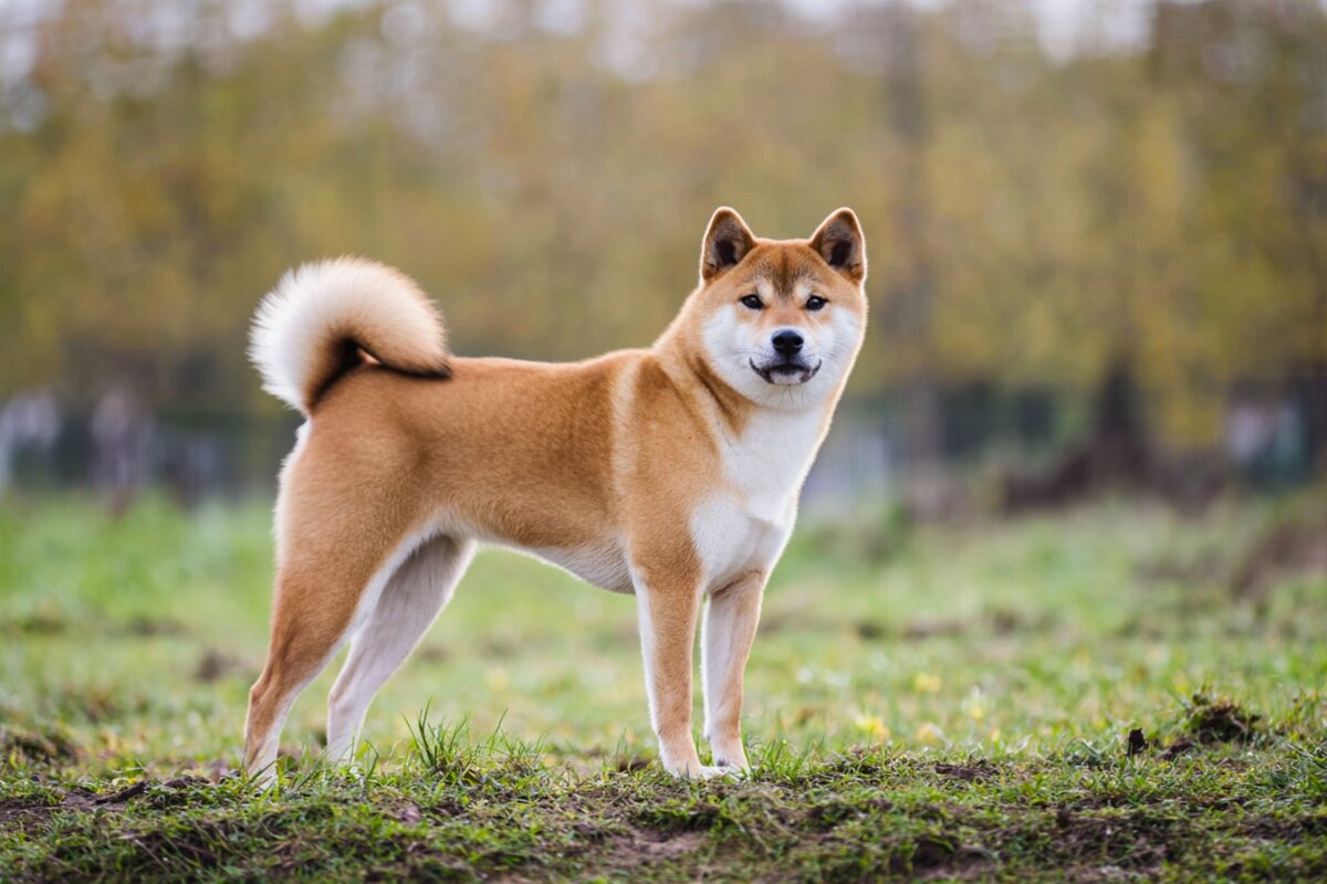 Shiba Inu