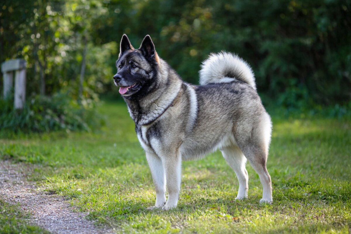 Norwegian Elkhound