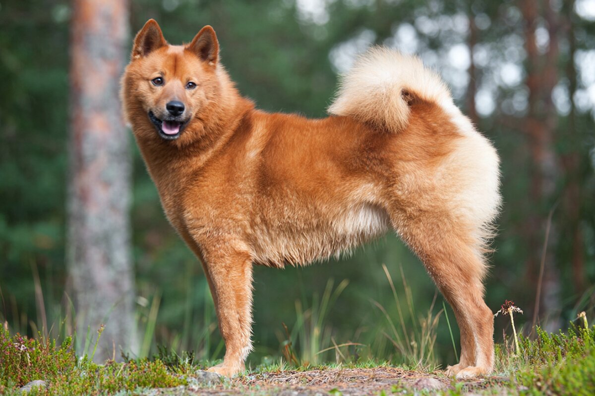 Finnish Spitz