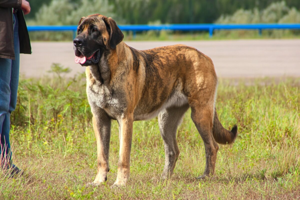 Spanish Mastiff