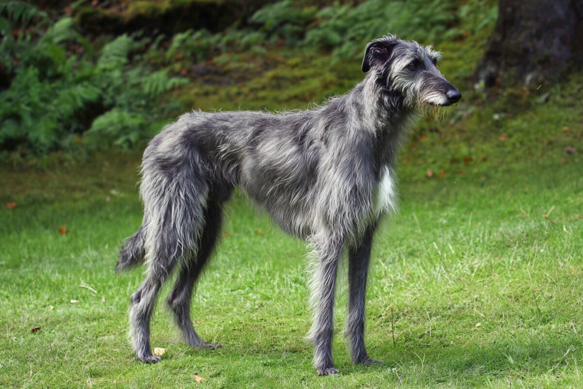 Scottish Deerhound