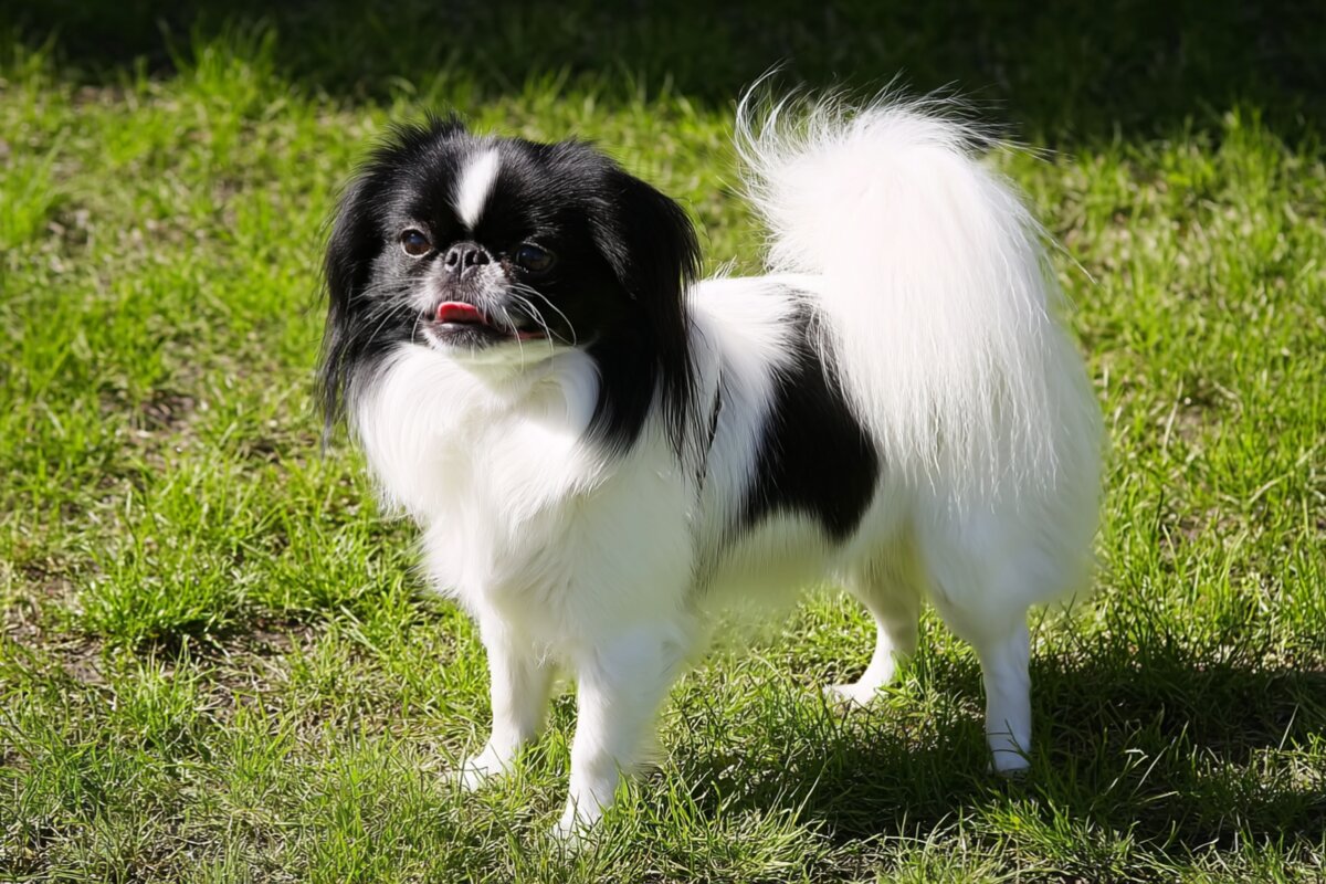Japanese Chin