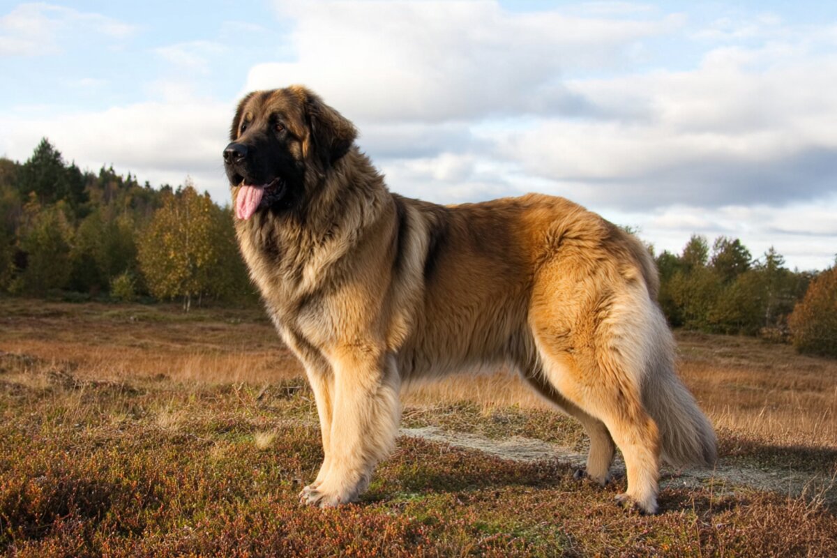 Leonberger