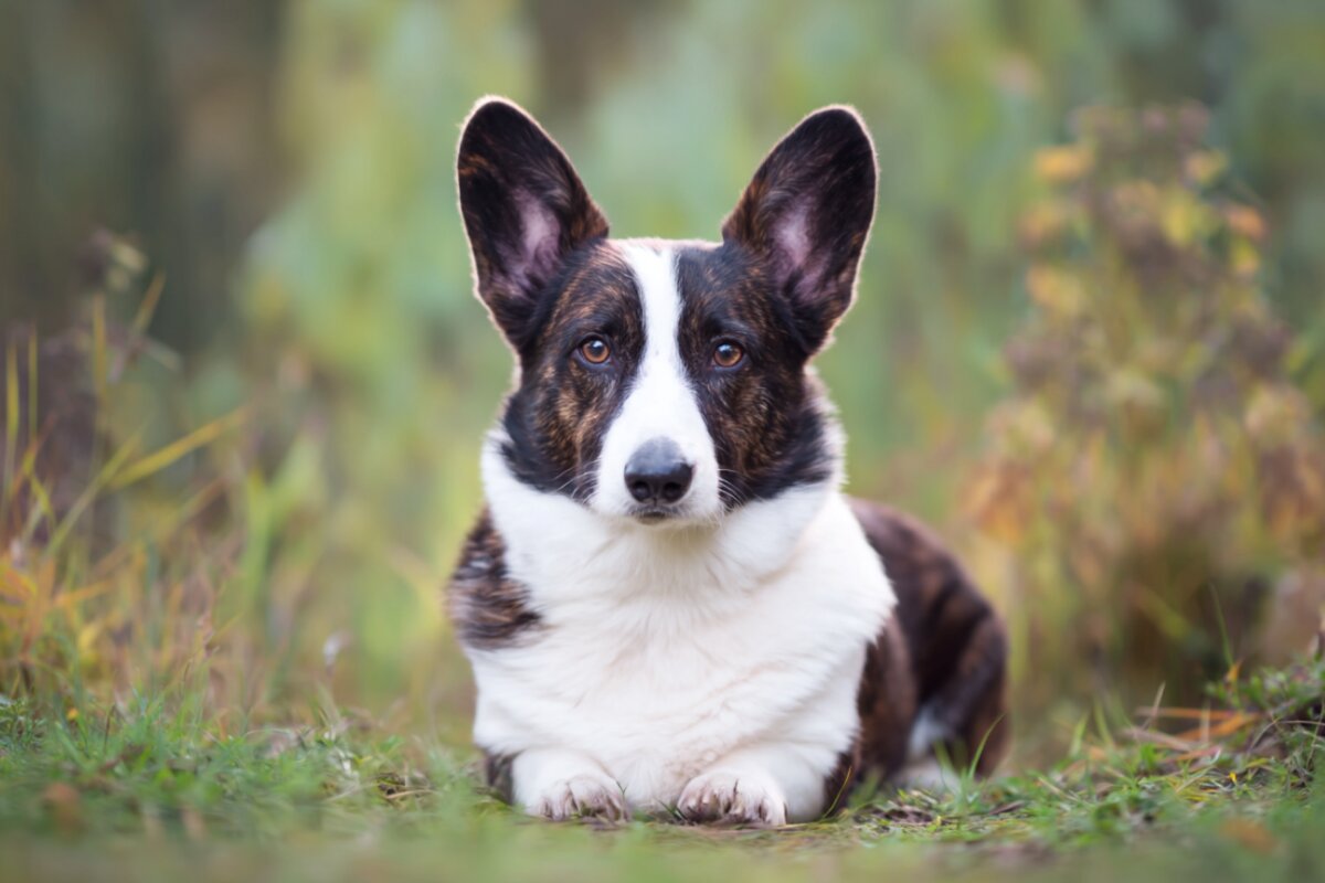 Cardigan Welsh Corgi