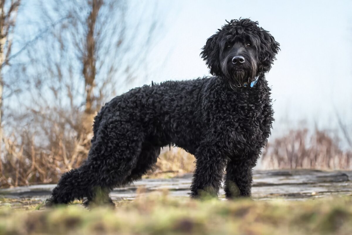 Portuguese Water Dog