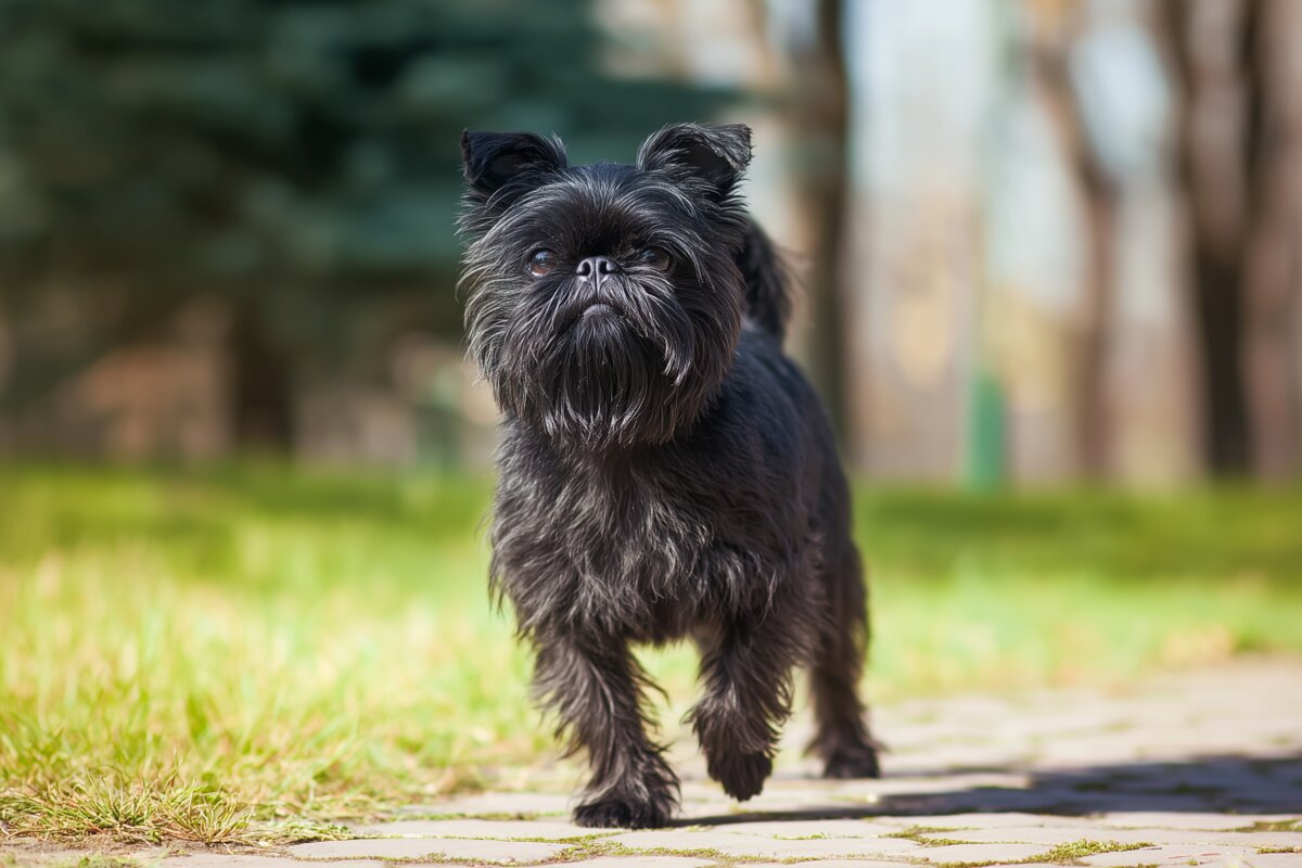 Affenpinscher