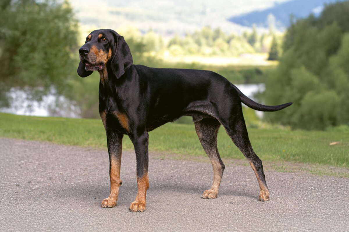Black and Tan Coonhound