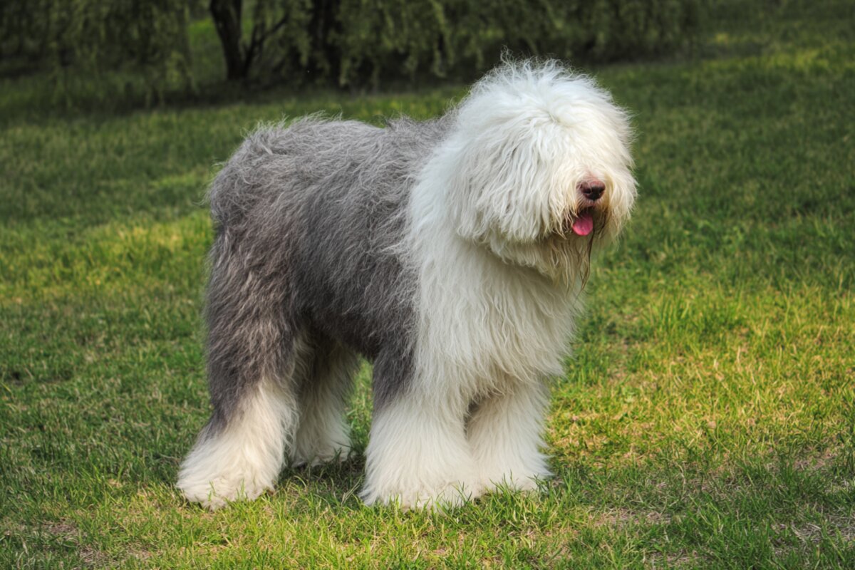 Old English Sheepdog